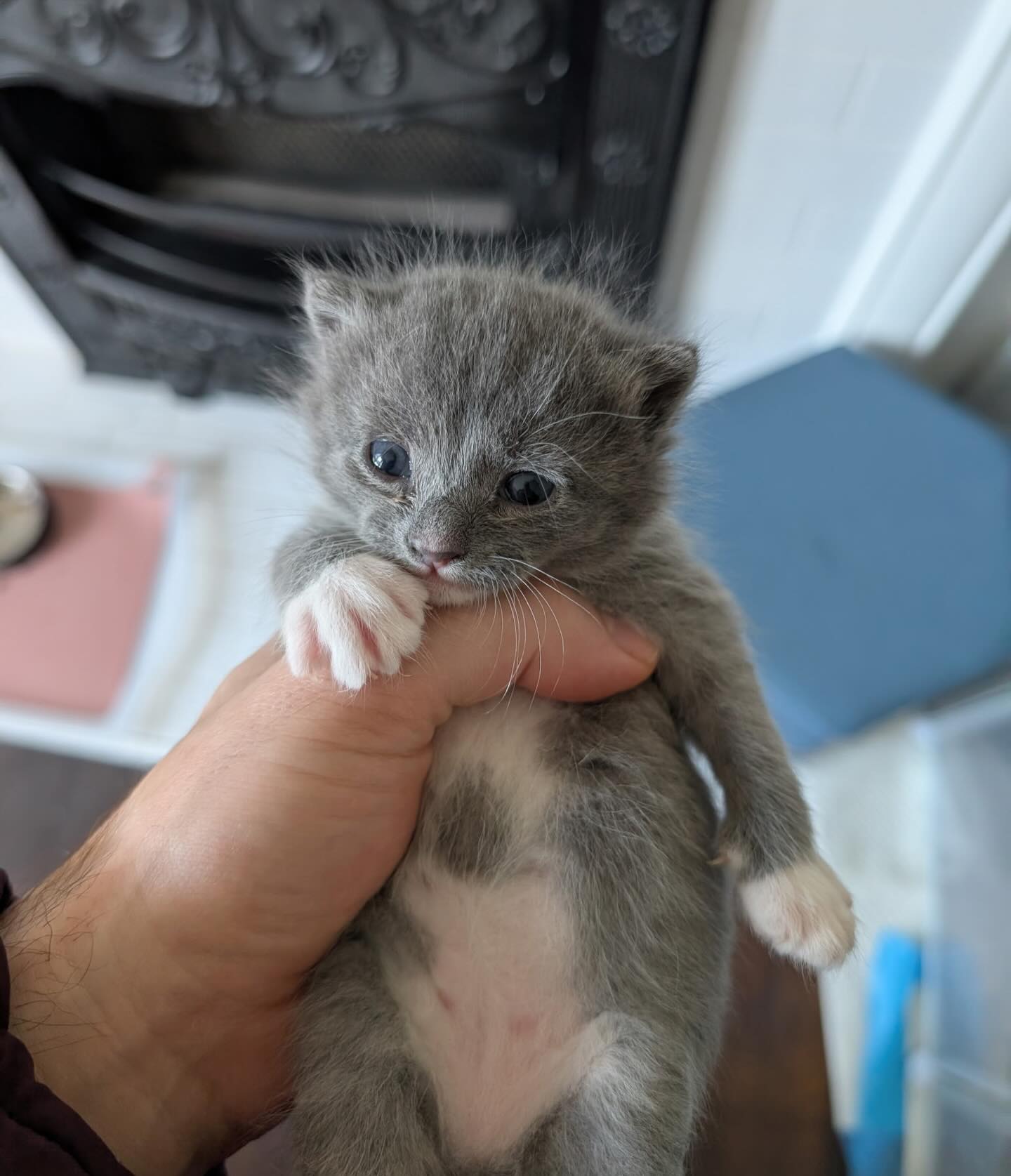 Nova and her cosmic kittens! 🌟🐱💫