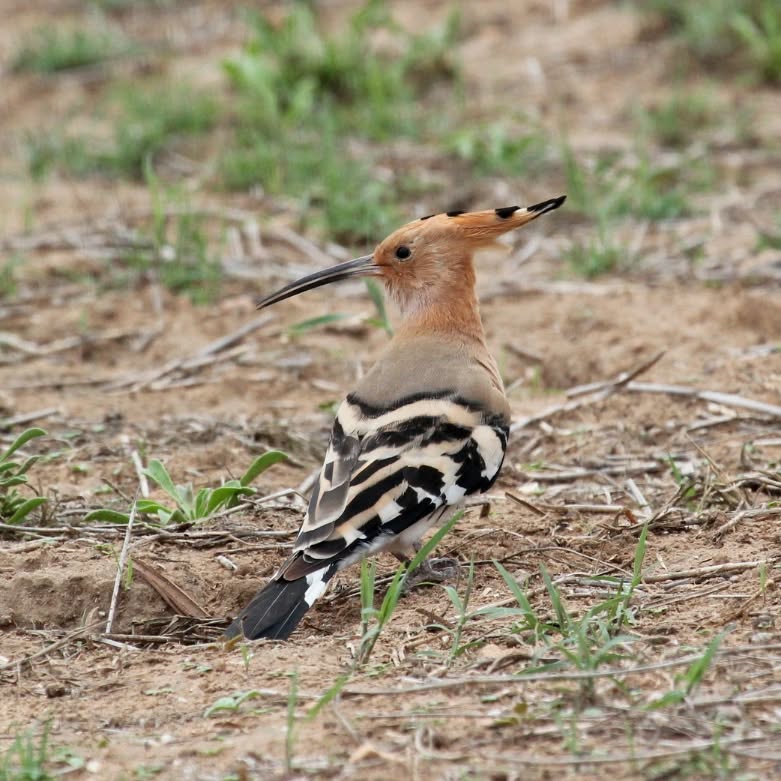 A hoopoe.
#islandwildlife #kefaloniawildlife #greekwildlife #guidedwildlifewalks #birdlovers