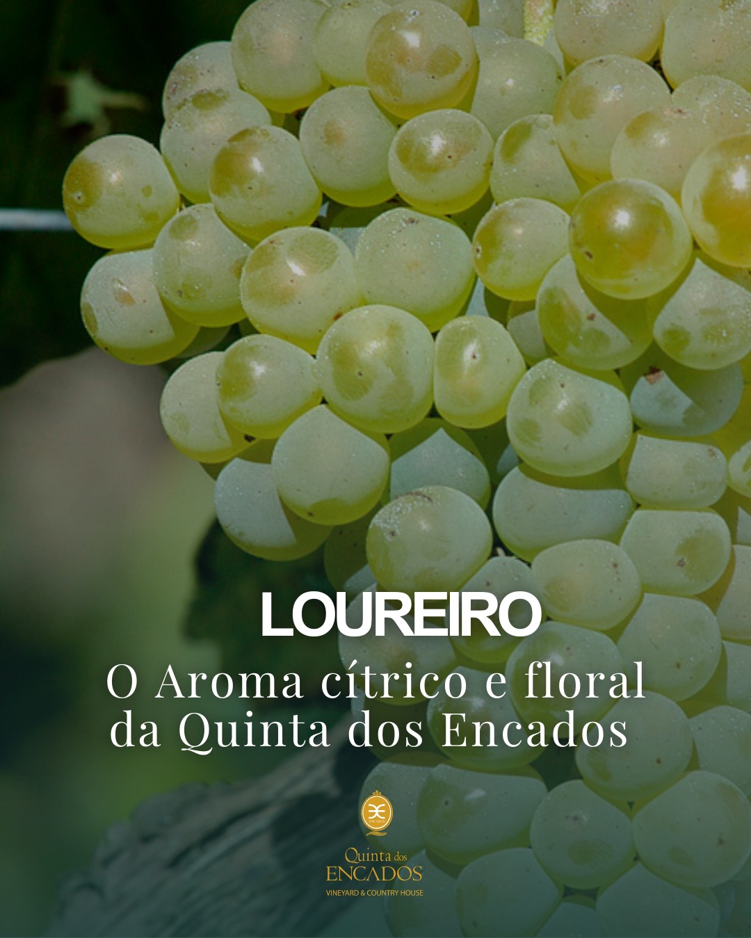 Autóctone da Região Demarcada dos Vinhos Verdes, o Loureiro é uma das castas mais emblemáticas e expressivas deste território, com registos históricos que remontam ao século XVIII.
Na Quinta dos Encados, encontra o ambiente ideal para revelar todo o seu carácter, beneficiando da frescura e da influência atlântica que moldam o perfil dos nossos vinhos.
No copo, destaca-se pelos seus aromas cítricos vibrantes — especialmente lima e limão — acompanhados por elegantes notas florais que lhe conferem frescura, equilíbrio e vivacidade.
Não é por acaso que é hoje a casta branca mais representativa da Região Demarcada dos Vinhos Verdes.
Consegue reconhecer estes aromas nos nossos vinhos? ✨
__
EN
Native to the Demarcated Region of Vinho Verde, Loureiro is one of the most emblematic and expressive grape varieties of this territory, with historical records dating back to the 18th century.
At Quinta dos Encados, you will find the ideal environment to reveal its full character, benefiting from the freshness and Atlantic influence that shape the profile of our wines.
In the glass, it stands out for its vibrant citrus aromas—especially lime and lemon—accompanied by elegant floral notes that provide freshness, balance, and liveliness.
It is no coincidence that it is today the most representative white grape variety of the Demarcated Region of Vinho Verde.
Can you recognize these aromas in our wines? ✨
#CastaLoureiro #QuintadosEncados #RegiaoDemarcadaDosVinhosVerdes #LoureiroGrape