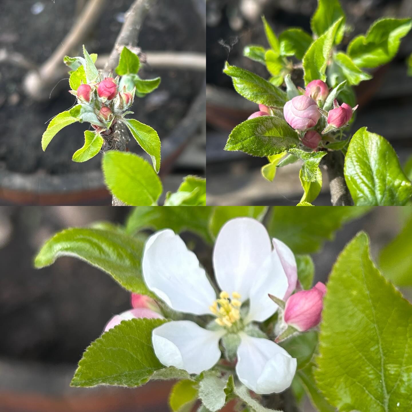 Early apple blossom - this variety is Katy. Just a few days between the photos.
#blossom #apple #Oxford