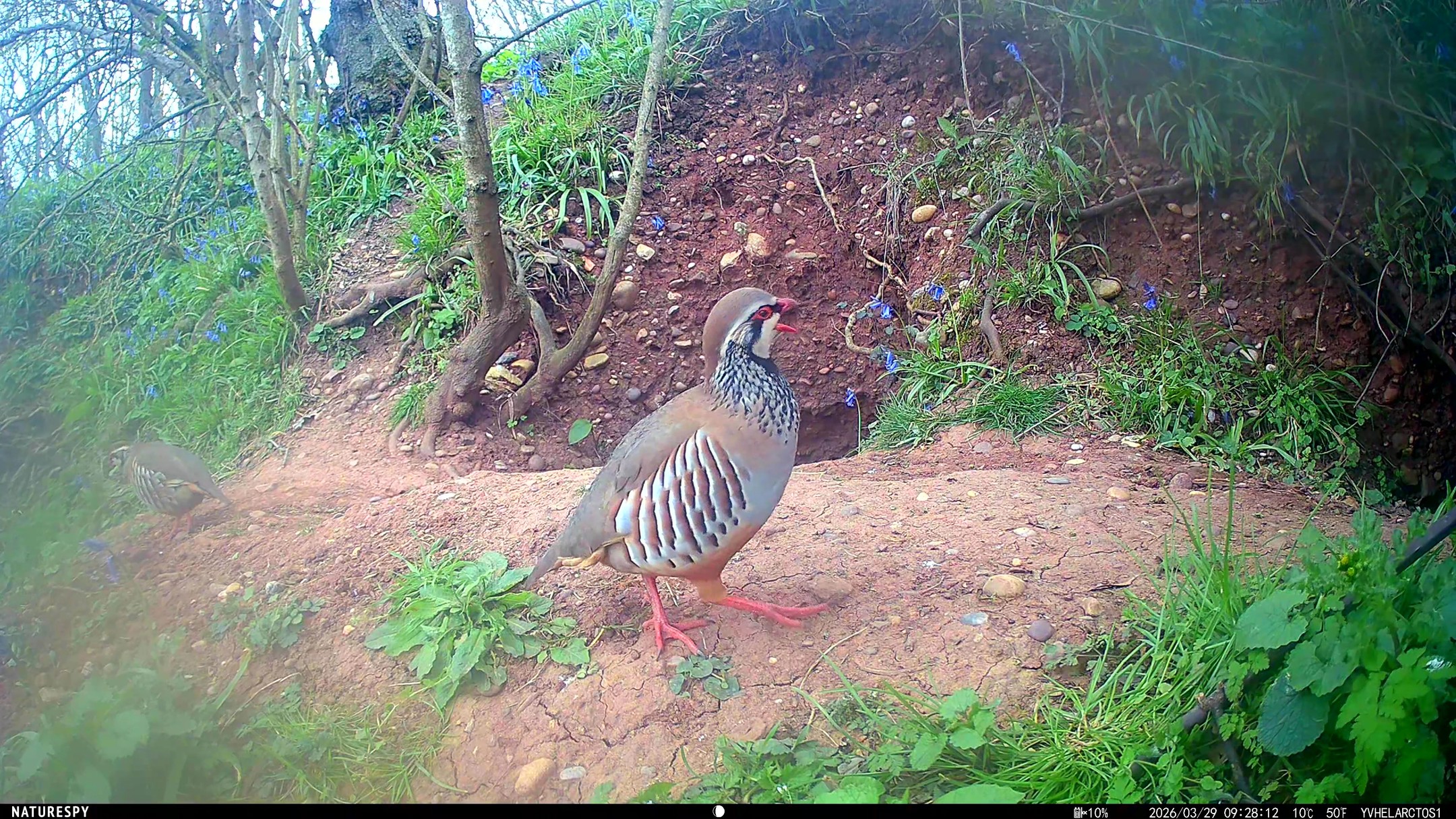 I absolutely love these birds!
What beauties they are. These are red-legged partridge and often move around in small groups.
These teo posed beautifully in front of the Helarctos that I set up monitoring a badger sett near #YewView in Worcestershire.
Such stunning pumage!
@naturespy