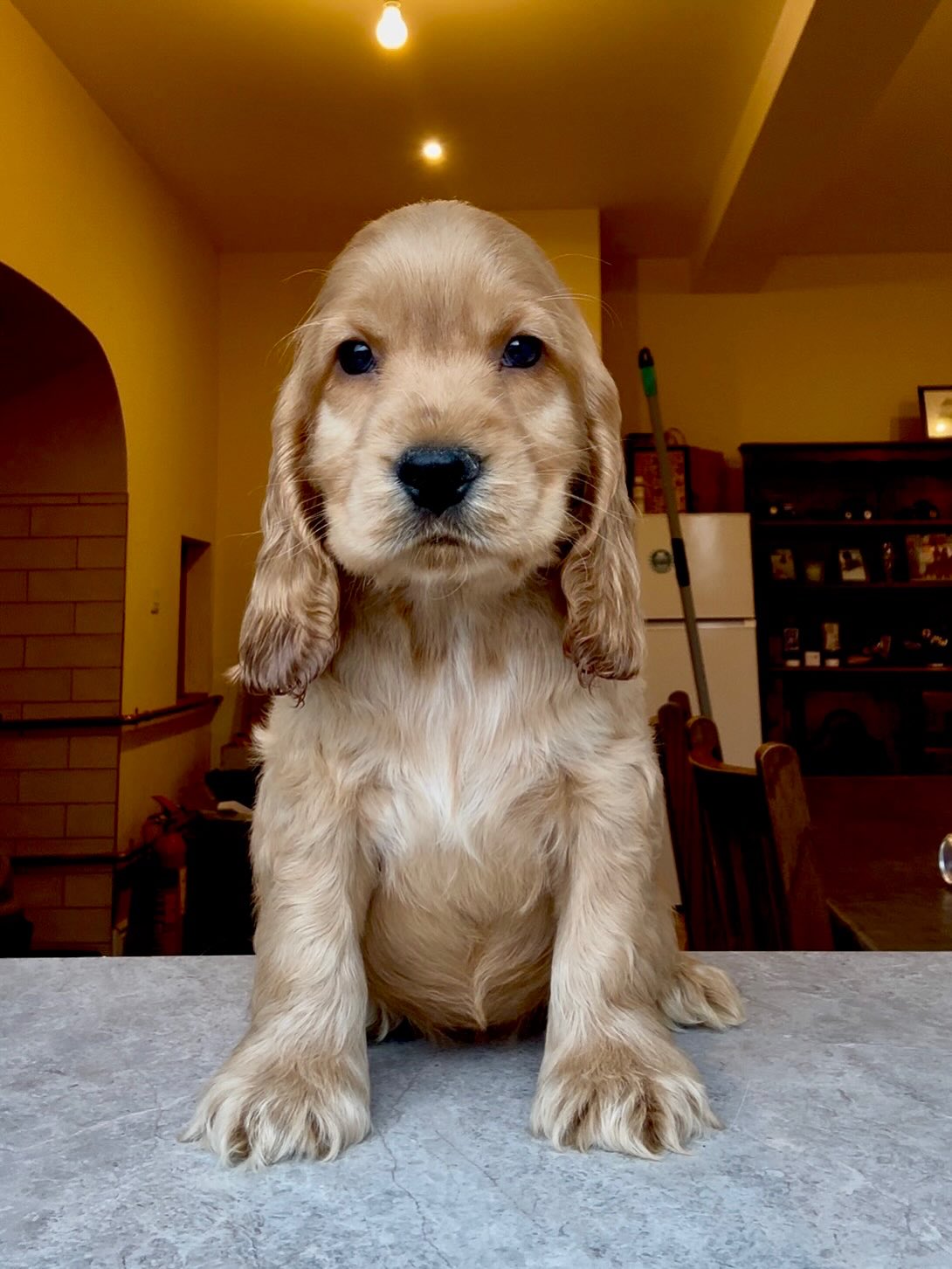✨ Capalique Tyra Louise ✨ is an 8 week old girl (not available)