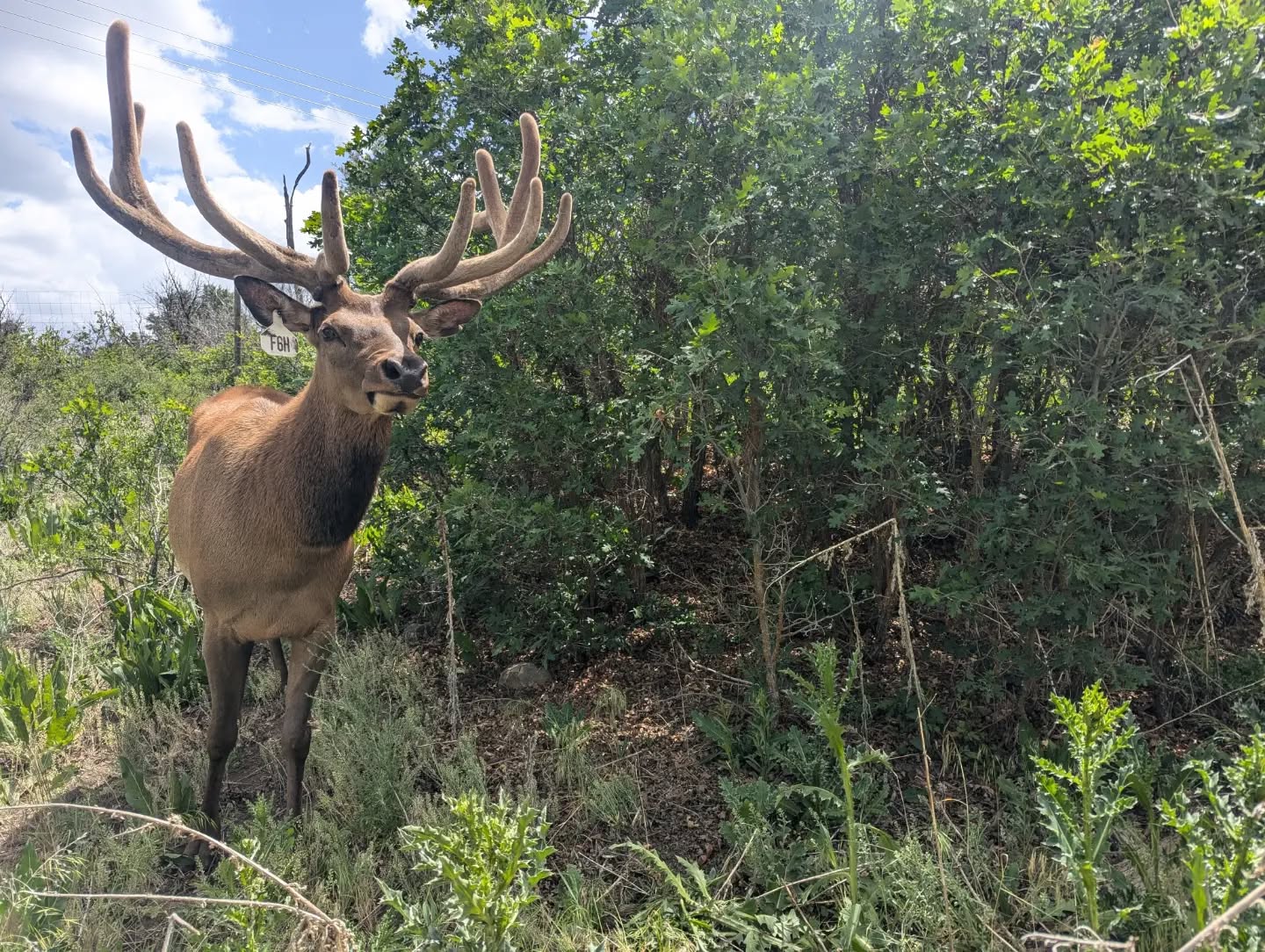 He is beauty, he is grace, he also has a sassy side. #rmwpark #Cimarrónthebullelk #bullinvelvet #bullelk