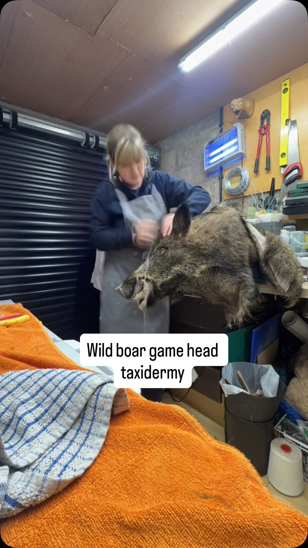 Showing the process of mounting a wildboar game head for taxidermy, with an already prepped and tanned skin using a form.
This is a commission and not for sale.
#taxidermy #taxidermist #oddities #curios