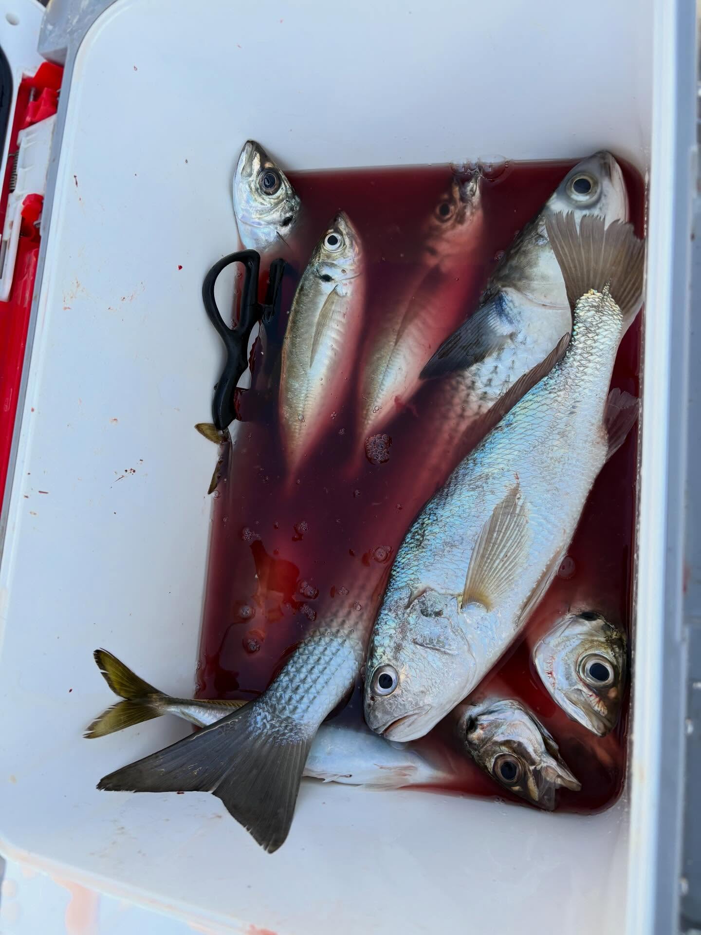 4/11 ボート釣果
昨日まで微妙な予報もあり数ハイだけの出船でしたが、ヤナイさんご夫妻はアジ、イシモチ、ボラとお土産キープ、毎度お見事です!