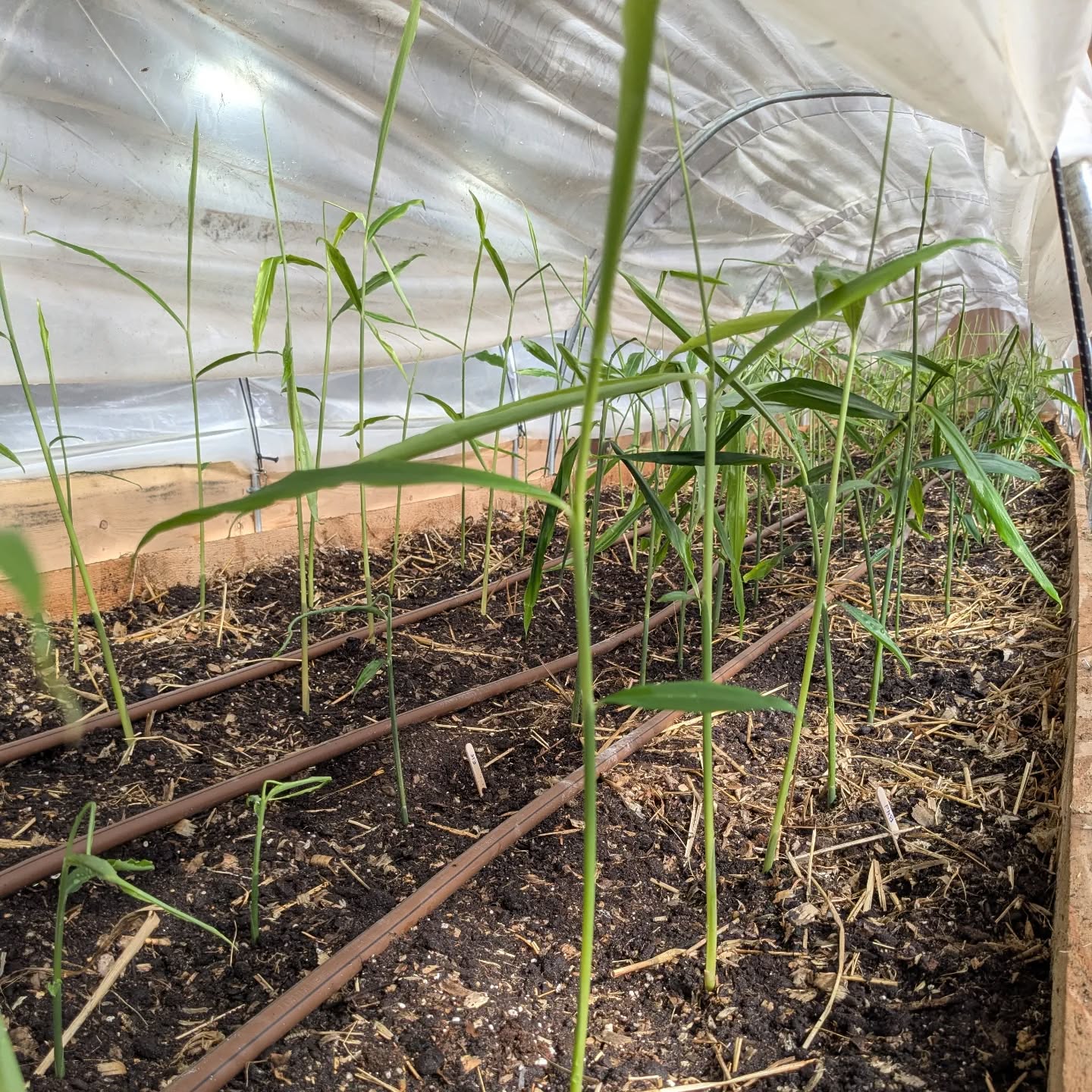 Ginger is starting to fill up the greenhouse! And it smells. So. Good!
ππ±π«