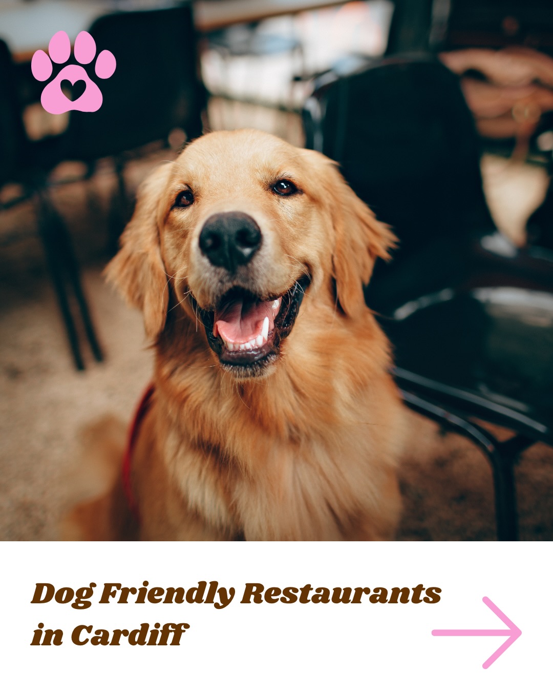 Some dog friendly restaurants in Cardiff to take your furry pals to🐾🍔🍕
#dogfriendly #cardiff #cardiffdogs #dogwalker #cardifffoodie