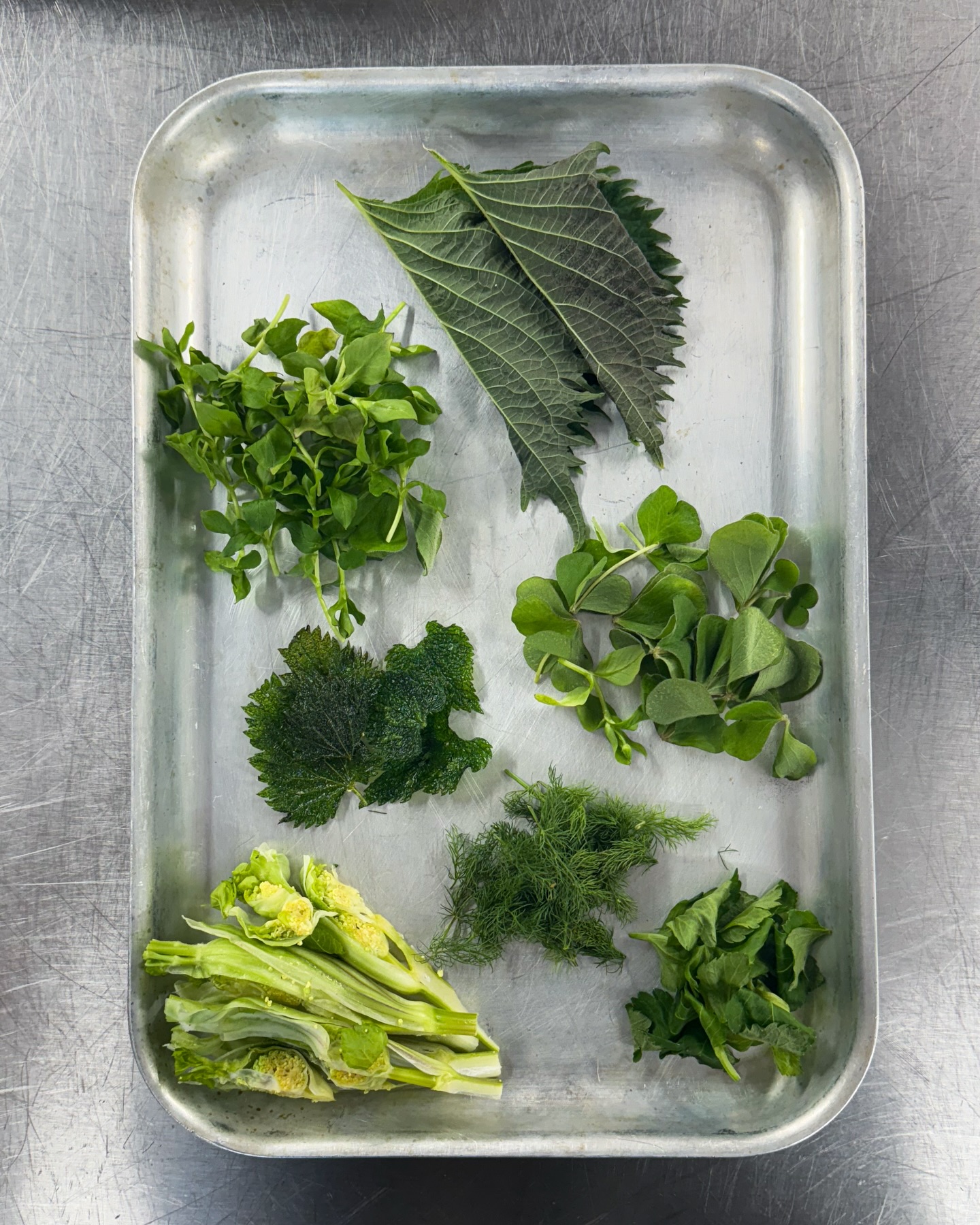 BTS at Moda, part three.
A selection of wild herbs for the “taco” on our snack menu.
Dry aged Longhorn, rested and carved on the pass.
Alexander hearts on the grill.
Pine vinegar, gently steaming
Rhubarb Sour, finishing touches at the bar
White and green asparagus asparagus dish, finished with vin jaune sauce