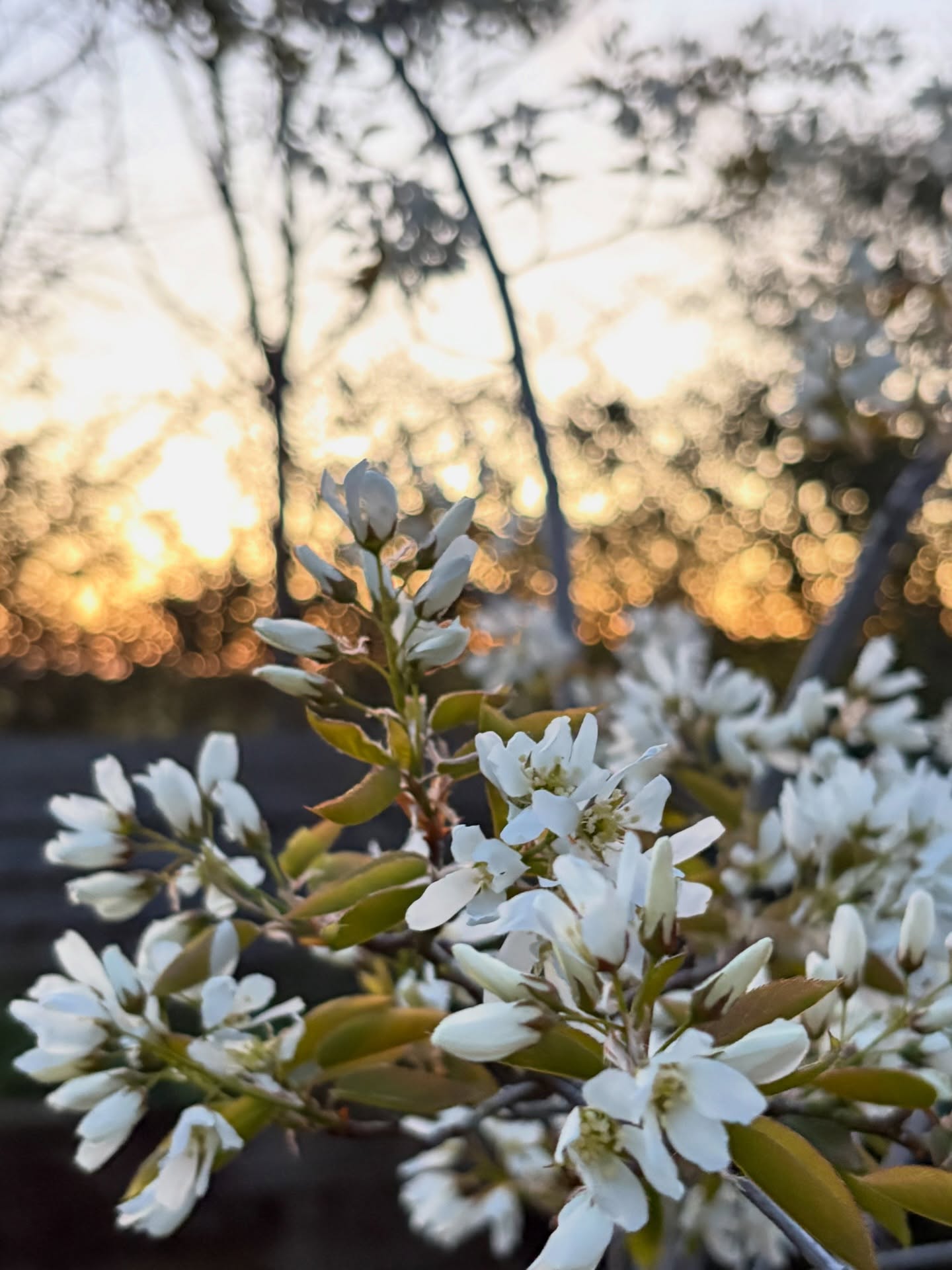 šæ Sustainability update - what have we been doing in the last month to increase the businessās sustainability?
Weāve been working hard behind the scenes:
* Planted 50+ metres of native bareroot hedging (250 plants).
* Planted perennial and native wildflowers in the orchard.
* Made a bee bank for solitary mining bees.
* Left areas of grass unmown in the orchard and garden.
* Made a separate duck run and rainwater-fed pond. Let the ducks out daily to free range for slug control.
* Planted fruit and nut trees x 10.
* Conducted a supply chain assessment.
* Begun biodiversity surveys to establish seasonal baselines.
We are committed to making a positive impact on the local and wider environment. Let me know if youād like more details on any of these š
#sustainability #biodiversity #wildlifegarden #flowerfarm #flowerfarmer