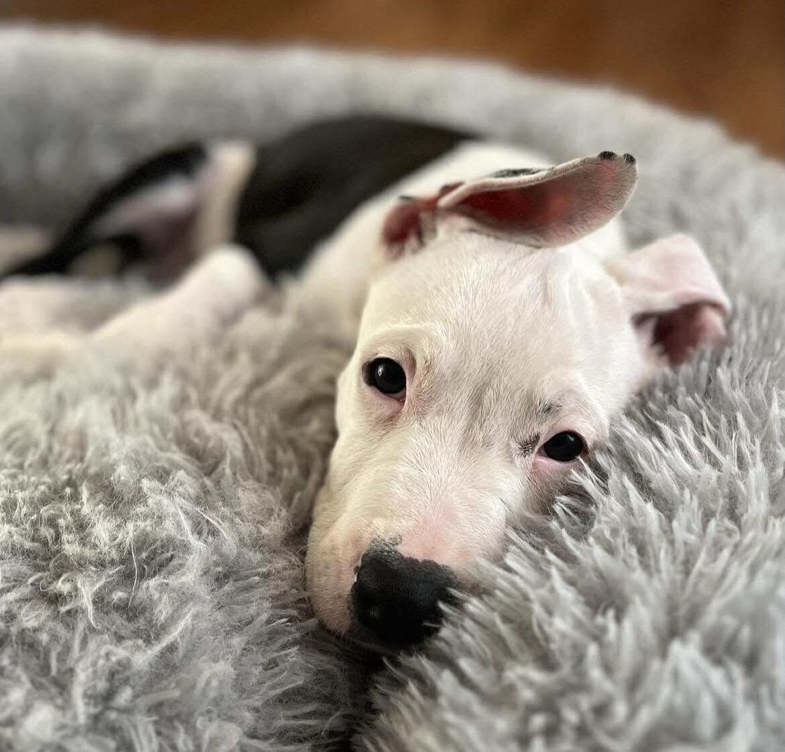 Dandy’s Happy Ending!
Dandy’s journey hasn’t been a straight line. He was initially adopted as a puppy, found himself back with us, and went through a few homes that just weren’t the perfect fit.
But all that waiting was worth it! Dandy has finally found his forever family, and we couldn’t be more grateful to them for giving him a chance. Under their love and care, he’s thriving—and he even has a sister pup to play with!
Are you ready to adopt? Check out all of our available dogs for adoption at https://www.madeapromiserescue.org