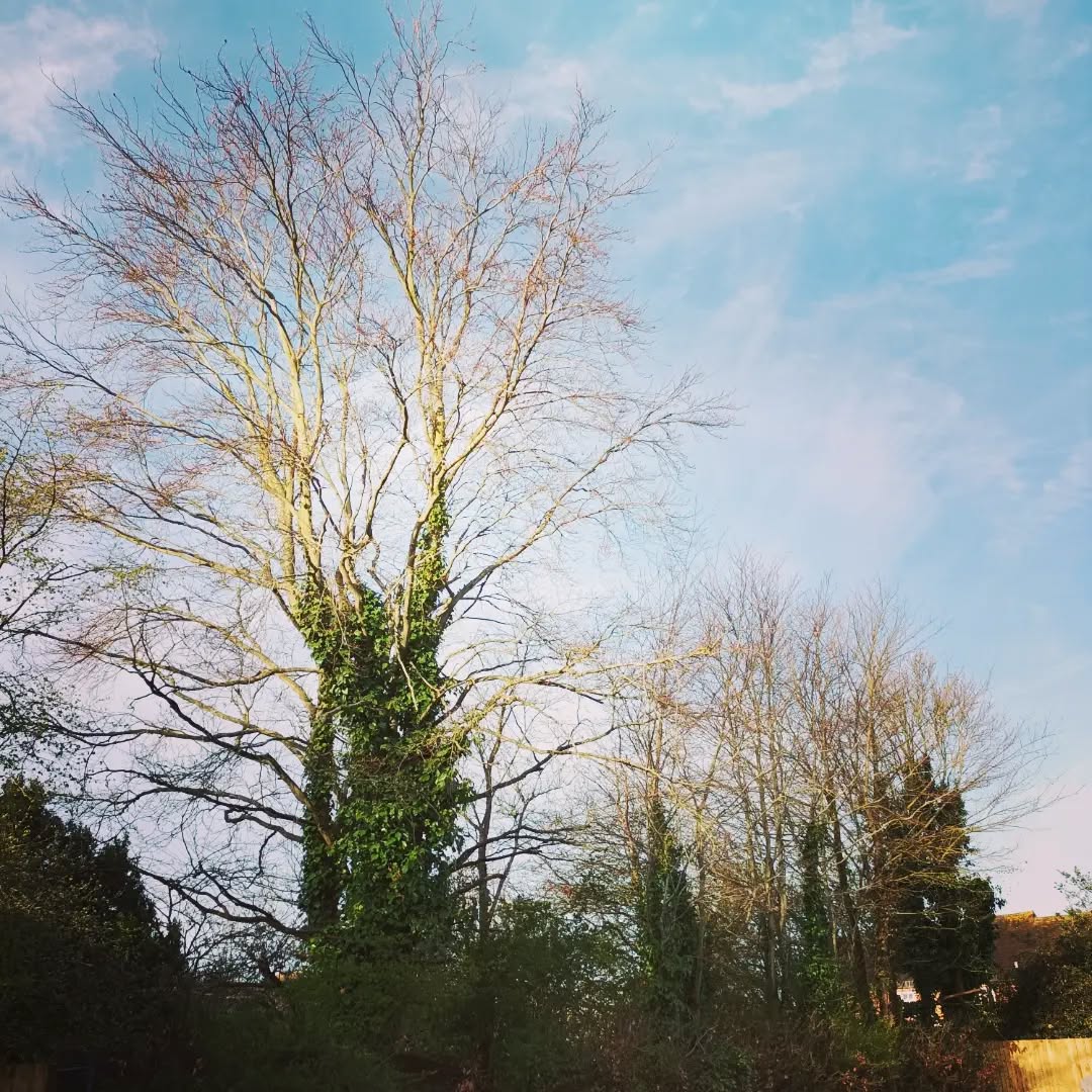 Before & After photos from today's work in the wind.
#aboristofinstagram
#treesurgeryuk #chichester #lovemyjob