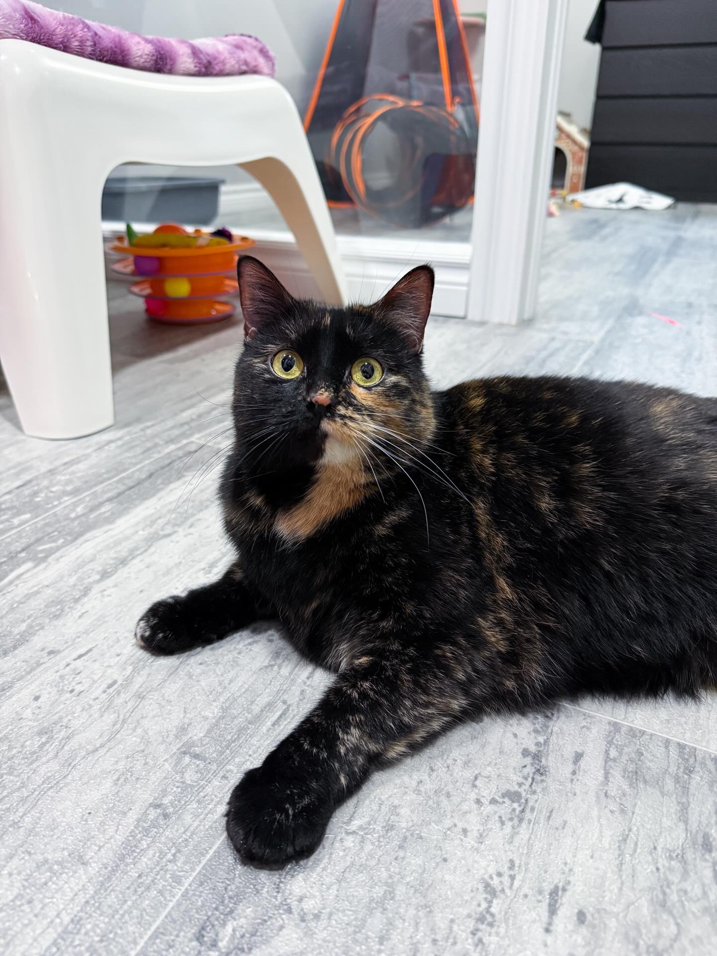 Tiny but Mighty Kitten Rescue turns 9 today! 🎈🥳 To celebrate, we’re launching a month-long Ontario-wide 50/50 fundraiser!
-Join the fundraiser for your chance to get half the pot: https://www.rafflebox.ca/raffle/lotto-for-cats
-If you’re outside Ontario or prefer to support in another way, you can make a direct donation on our website. Your generosity helps us continue our work and you’ll receive a tax receipt automatically: https://www.tinybutmightykittenrescue.org/donate
-If you’d like a little something in return, you can also donate through our shop page on our website and receive a complimentary sticker or magnet as our way of saying thanks. We ship worldwide 🌎: https://www.tinybutmightykittenrescue.org/shop
As a registered charity, all contributions are tax-deductible and every donation makes a real impact.
Thank you for being part of our journey! Cheers to 9 years! 🥂💜
(Ps when talking about the 50/50 raf🎟️fle we have to be incredibly selective with wording to avoid restrictions on non paid ads across Meta platforms)