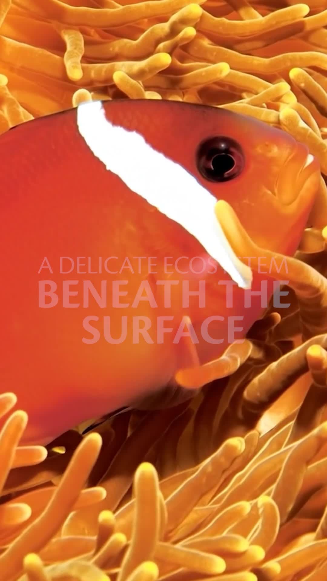 Beneath the surface lies a living world more intricate than any city on land.
Coral reefs are not just beautiful, they are breathing ecosystems where every fish, every anemone, and every ripple of water plays a role in keeping the ocean alive.
Even if you have never SCUBA dived before, when you cruise aboard the m/s Paul Gauguin, you can witness spectacular marine life up close and swim among beautiful, rainbow-colored coral reefs within a matter of hours.
Paul Gauguin Cruises’ SCUBA diving excursions are designed for all levels of experience!
Contact me today for more details.
Aspiring Vacations
(832) 573-7283
aspiringvacations@gmail.com
#Diving #FrenPolynesia #Scuba #PADI
#travelwithaspiringvacations #wheretonext #LuxuryGetaways #AllInclusiveResorts #CruiseLife