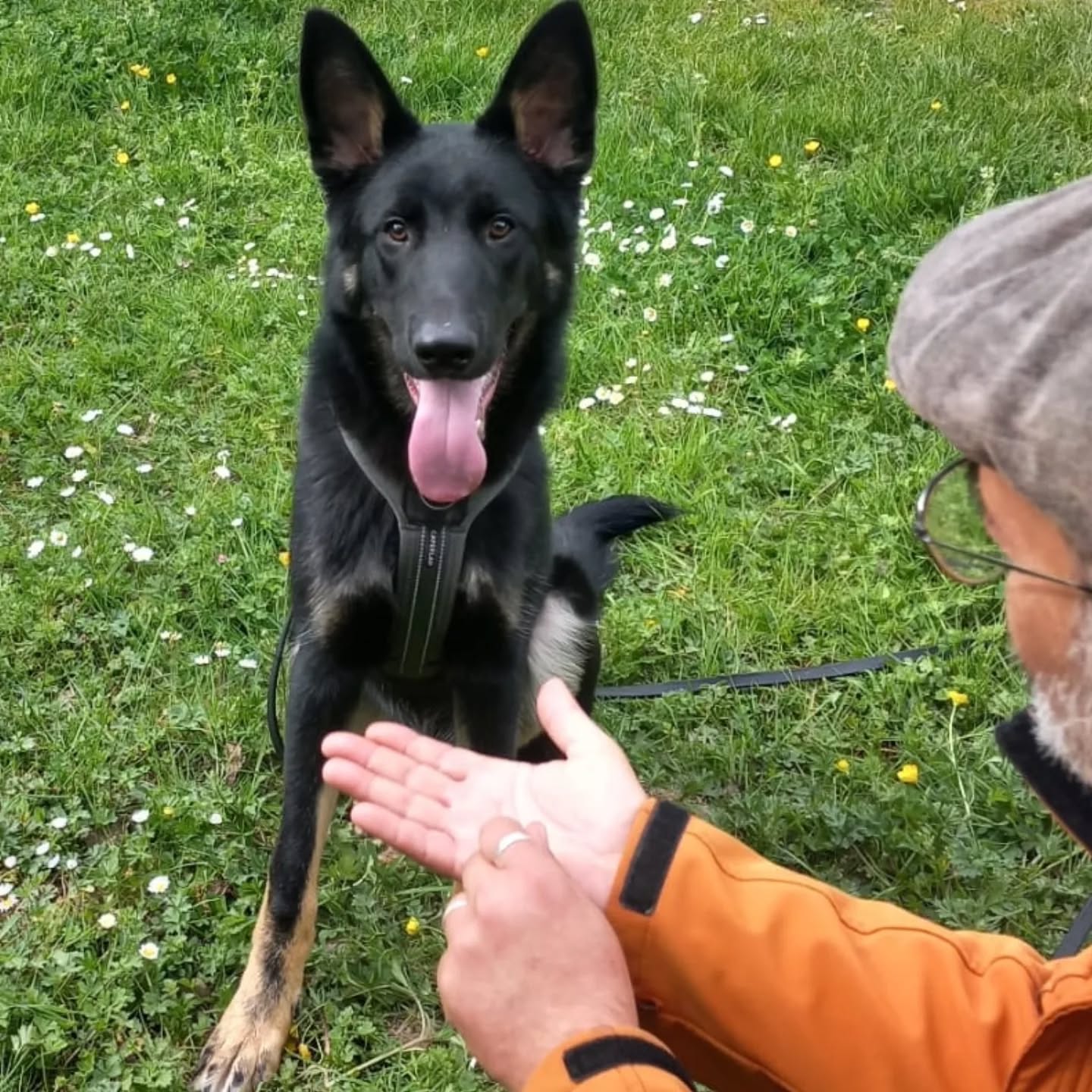 Sendo, Beauceron X Berger allemand de 7 mois. Un magnifique travail d'autocontroleset d'éducation de base à été fait par ses humains. Respectueux avec les autres chiens il tente le jeu les autres l'ignorent et développe sa communication pour des interactions calmes et du mimétisme qui se mets en place. ♥️