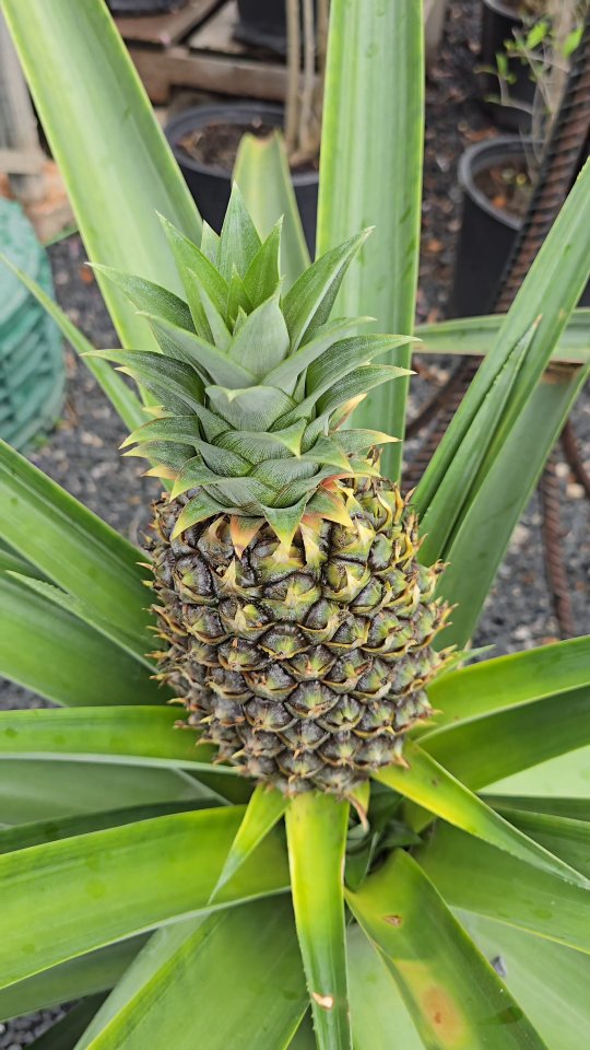 It’s the start of the season for fresh fruits and vegetables 🍅 🍍
From peppers to pineapples, everything’s starting to bloom and ready to grow—come pick out your favorites!
At 23920 FM2978 Tomball, Tx 77375
#beyondparadisenursery #fruitgarden #vegetablegarden #gardencenter #tomballtx