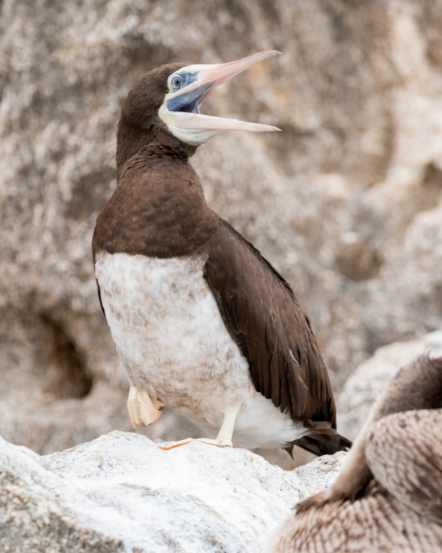 El bobo café (Sula leucogaster) es una ave marina que se lanza en picada para pescar, alcanzando gran precisión. En costas del Pacífico mexicano es común verlo descansando en rocas o sobrevolando el mar en busca de alimento. 🦤
¿Quieres saber algo interesante? Cuando ponen dos huevos, el segundo funciona como una especie de “seguro”. Si el primero falla, ese segundo puede sacar adelante la reproducción… aunque en muchos casos solo un polluelo logra sobrevivir. 🪺
Tal vez no es un gigante del océano… pero, ¡seguro también te maravilla encontrartelo!
— ENG —
The brown booby (Sula leucogaster) is a seabird that dives to catch fish, achieving great accuracy. Along the Mexican Pacific coast, it’s common to see it resting on rocks or hovering over the sea in search of food. 🦤
Want to know something interesting? When they lay two eggs, the second one acts as a kind of “insurance.” If the first one fails to hatch, that second one can ensure the survival of the chicks... although in many cases only one chick manages to survive. 🪺
Perhaps it’s not a giant of the ocean... but you’ll surely be amazed to encounter one!
-
-
-
-
-
aves marinas, aves de baja california sur, birdwatching mexico, avistamiento de aves, fauna marina, biodiversidad marina, ecosistema costero, aves migratorias, naturaleza en los cabos, turismo sostenible, vida silvestre mexico, conservacion marina, aves y oceano, birding los cabos, educacion ambiental, proyecto cetaceo, ocean life, aves costeras, naturaleza mexico, fotografia de aves