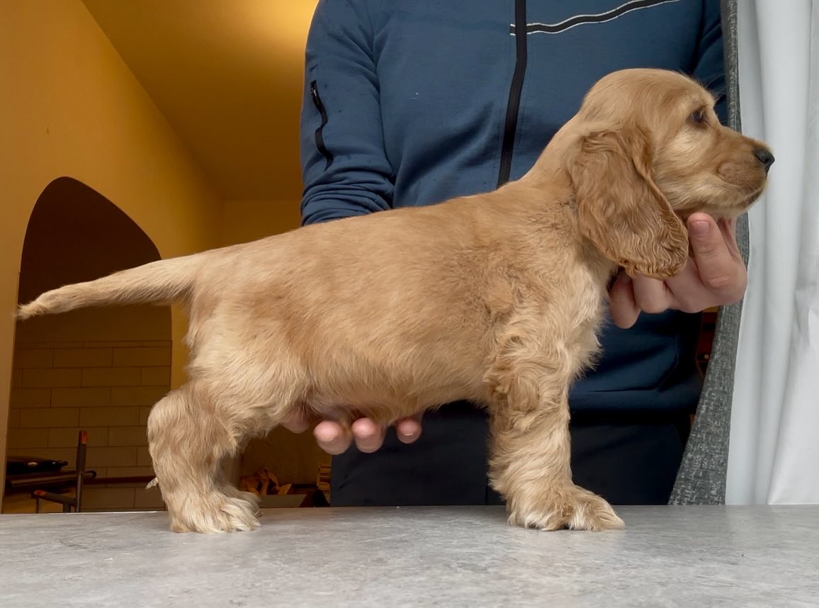 ✨ Capalique Thaddeus Lionel ✨ is an 8 week old boy (not available)