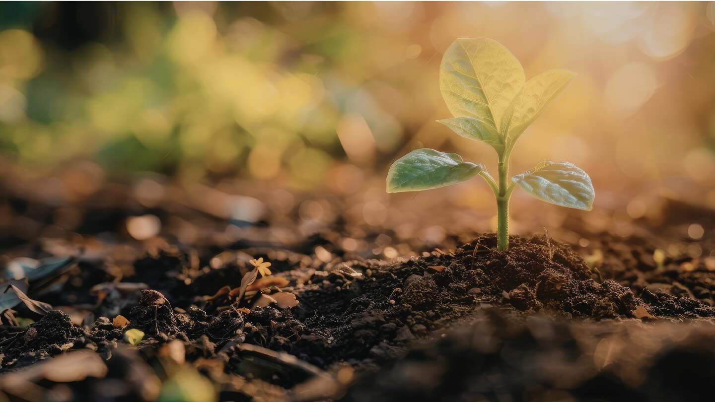 🌱 This growing season, choose smarter, safer soil.
Testing with Safe Soil UK gives your plants the best start...clean, high-quality, tested soil that supports healthy growth from seed to harvest. 🌿
#GrowingSeason #GardeningUK #AllotmentLife #GrowYourOwn #SustainableGrowing