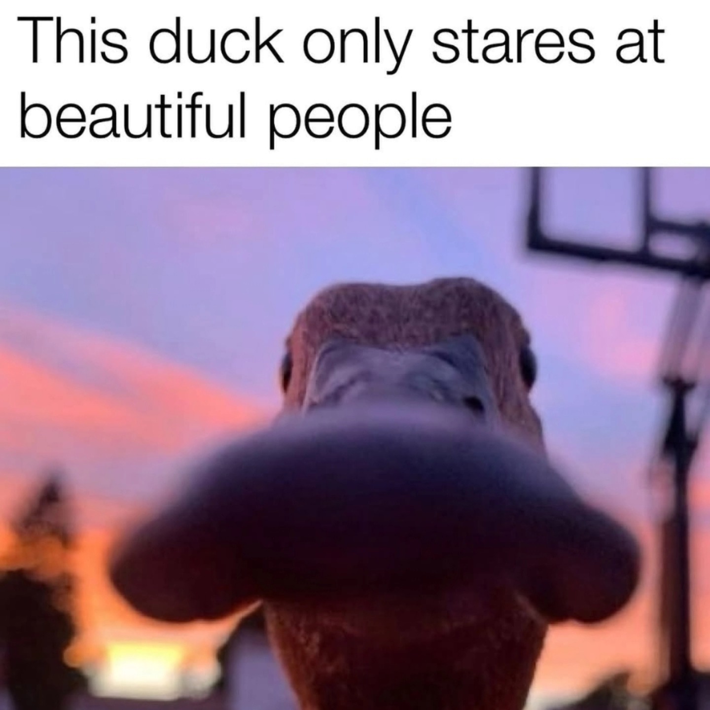 🐥