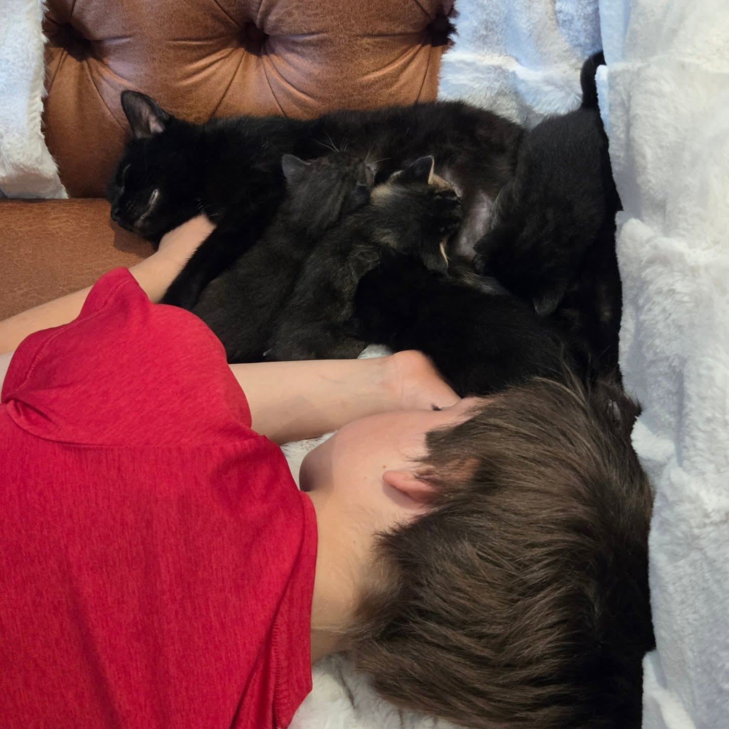 Momma Samantha is the SWEETEST cat I have ever met. Here she is cuddling with one of our young volunteers (accompanied by his mom). These babies will grow up socialized!