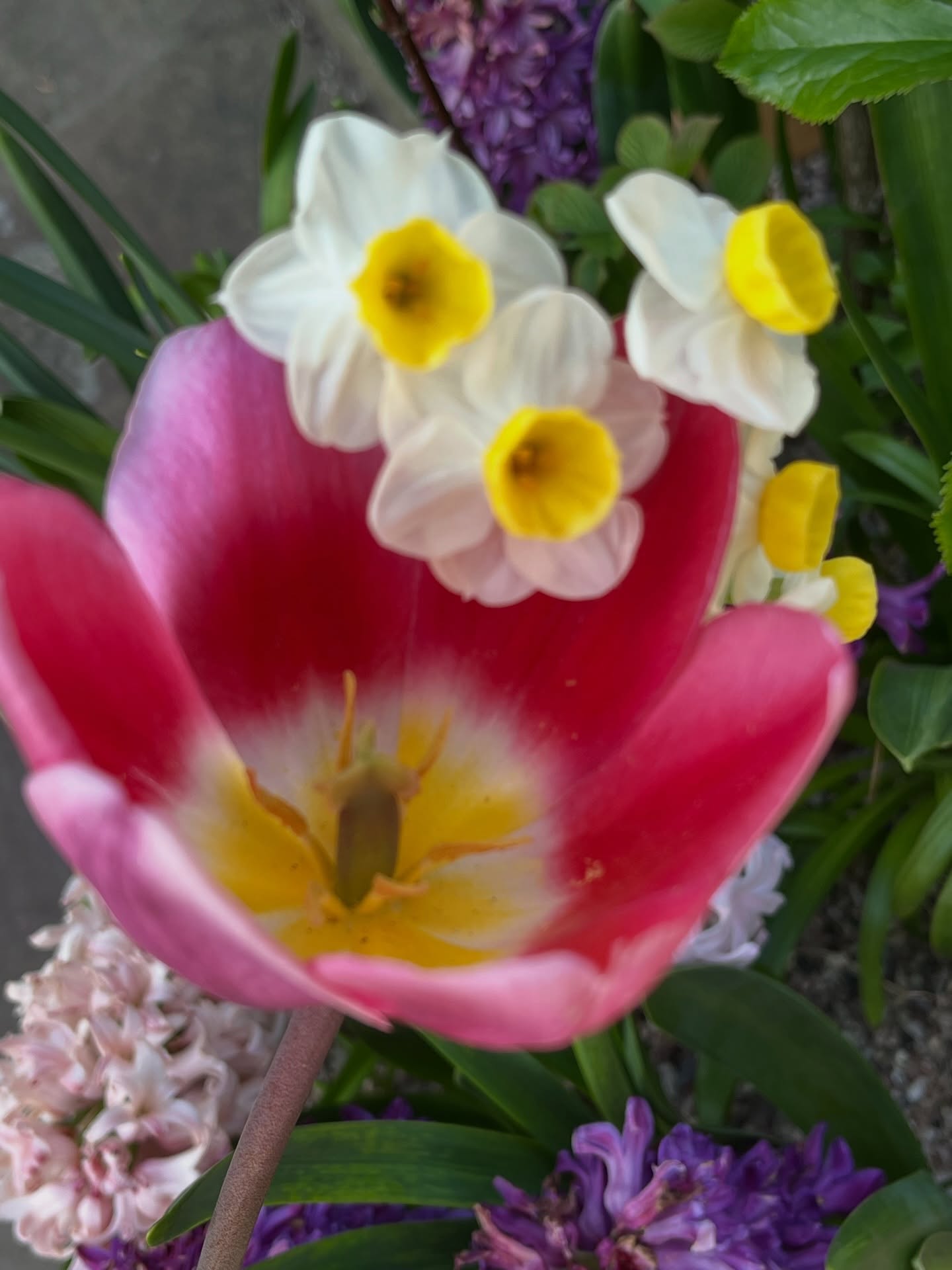 It was a perfect day today @rhsbridgewater
Spring has sprung, and the flowers were beautiful. The painted eggs are fab, not sure who the artists are, but they are very beautifully decorated.
#rhsbridgewater #rhs #manchester