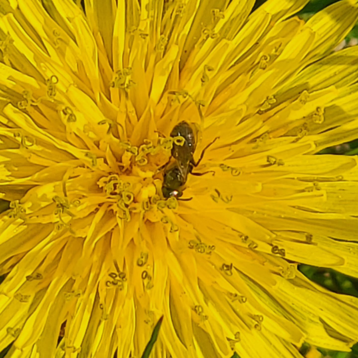 Dont forget about the little pollinators 🐝 little dandelion is huge to this little bee.
#beekeeping #sweatbee
