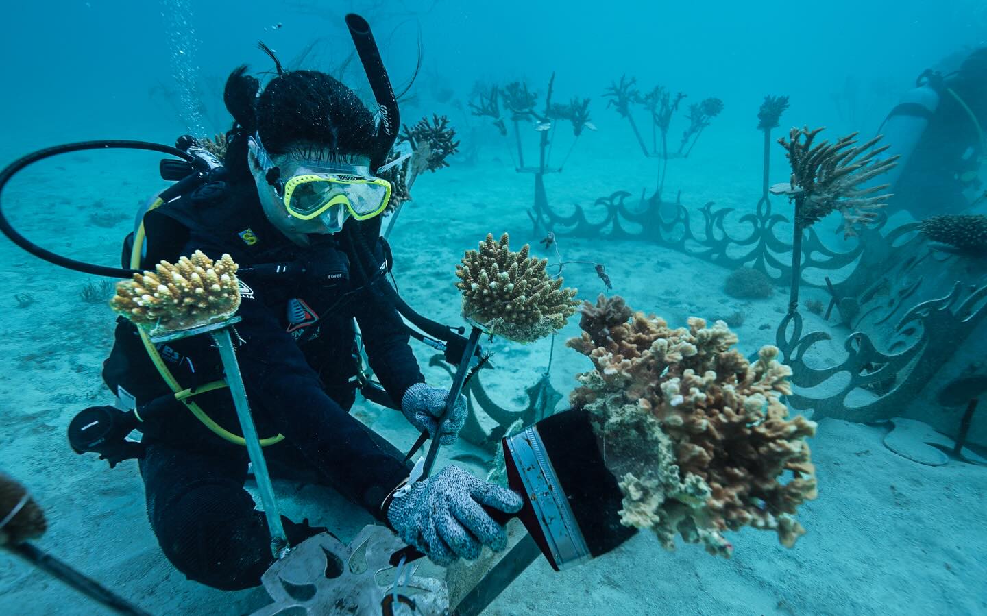 Coral Cleaning 🧼 🧹
Viola, longtime teammate and volunteer, in her element at the Castaway Gene Bank - gently clearing sand, algae, and anything that might smother newly attached corals.
The early days are delicate. Corals are stressed, not yet attached, and every bit of care counts. Over time, as they secure themselves to the structures, local fish and natural processes begin to share the load. But still, it's always hands-on. This is the quiet, consistent work that keeps restoration alive. @castawayislandfiji