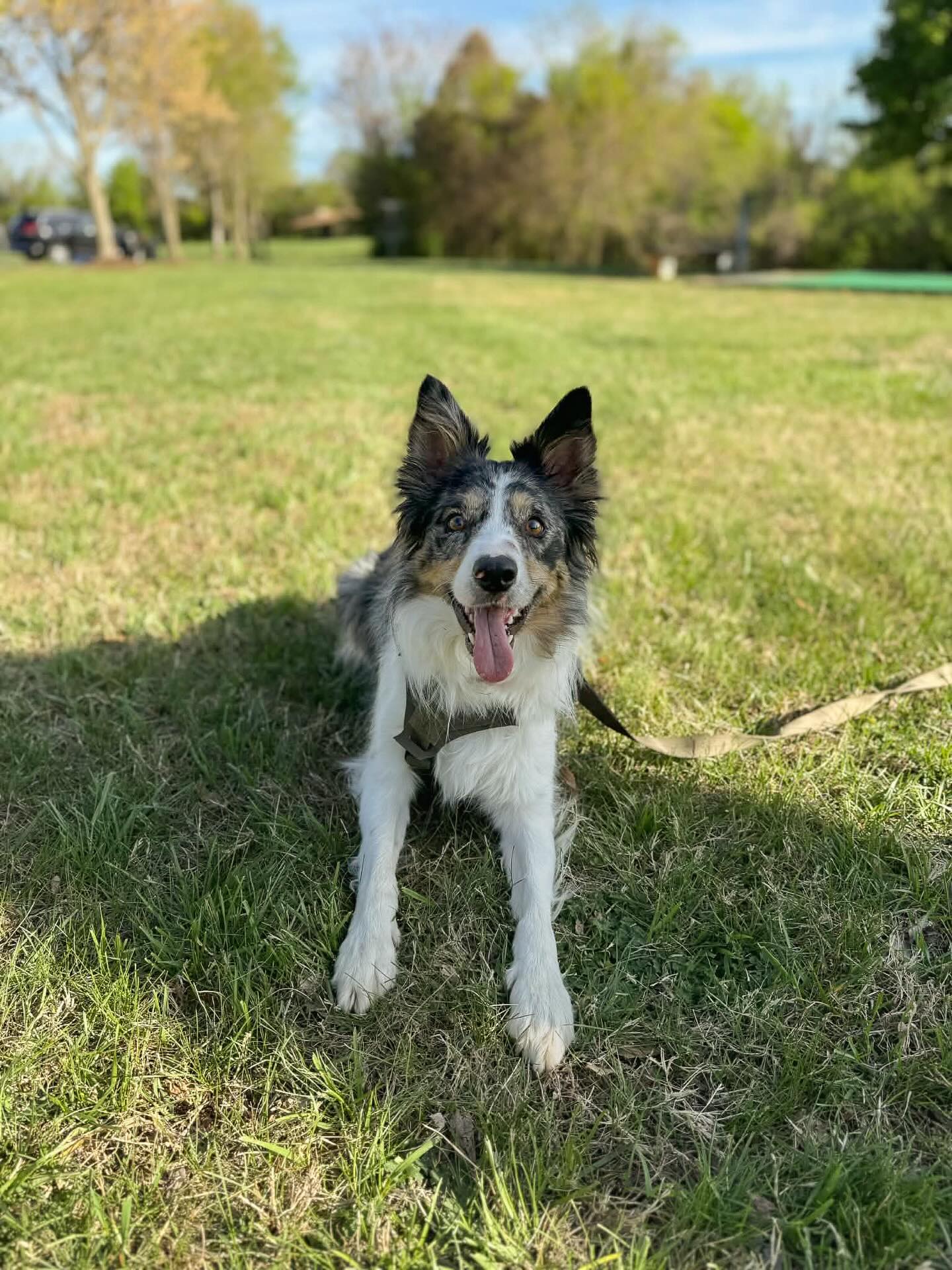 Mrs. Piper is here to learn trailing and she’s off to a great start! She’s super motivated and eager to please.
#dogtrailinganddetection #dogsofinstagram #dogtraining