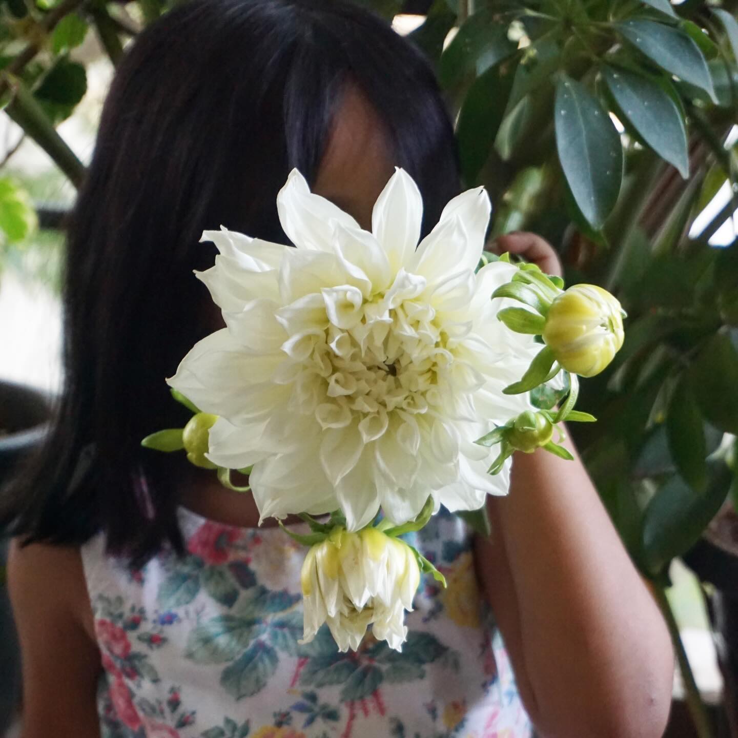 Dahlias so bright and beautiful - my little muse couldn’t resist a pose🤍