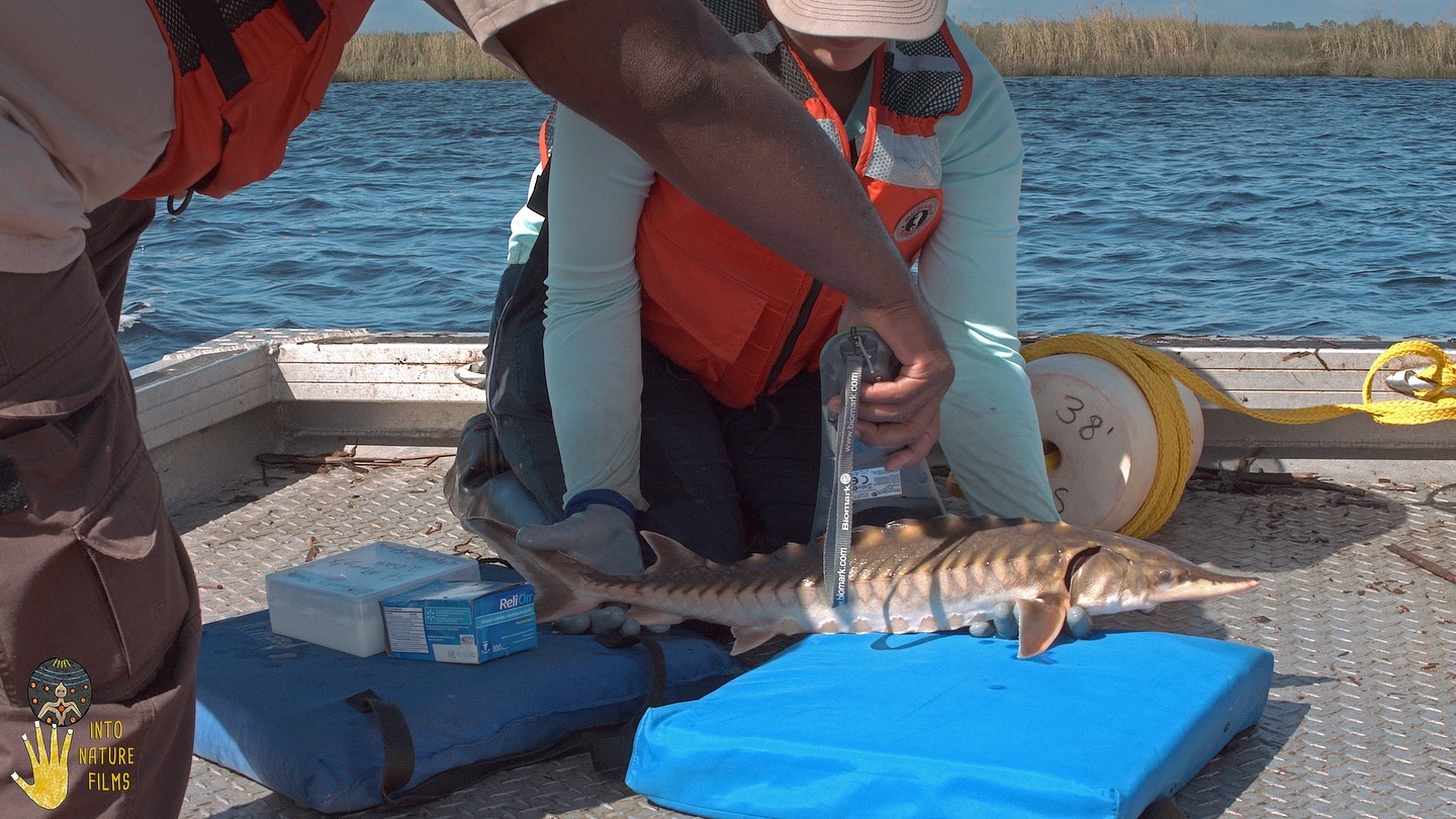 Into Nature Films joined biologists last week looking for the endangered Atlantic Sturgeon in the St Marys River. This expedition was the first Fall sampling for this species, which was lost to scientists until recent rediscovery. Many nets came up empty or with other species, like gar, bass, catfish, stingray, and a blue crab. Finally, their web of underwater netting paid off. They caught two sturgeon! One escape artist slipped away from our net into the river, giving us a sly wink and smile. On the last day, the team landed a healthy juvenile sturgeon. After tagging and collecting data, they returned this prehistoric beauty to the mysterious blackwater river.
@grant__conner @agfoxlab @stmarysriverkeeper @usfws
