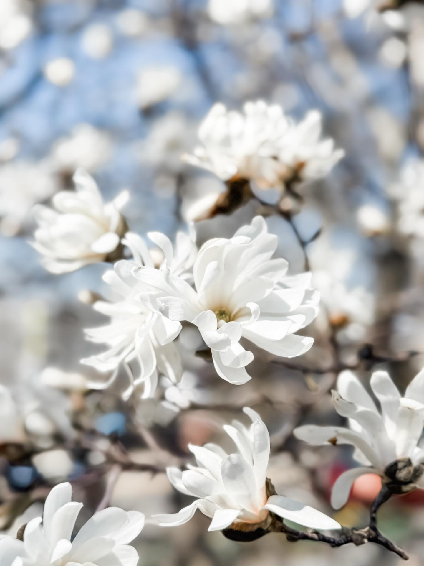 The Magnolia tree at the heart of a Gardens is always one of the first trees to blossom and signals that spring is here! #magnolia #aprilblooms #springhassprung