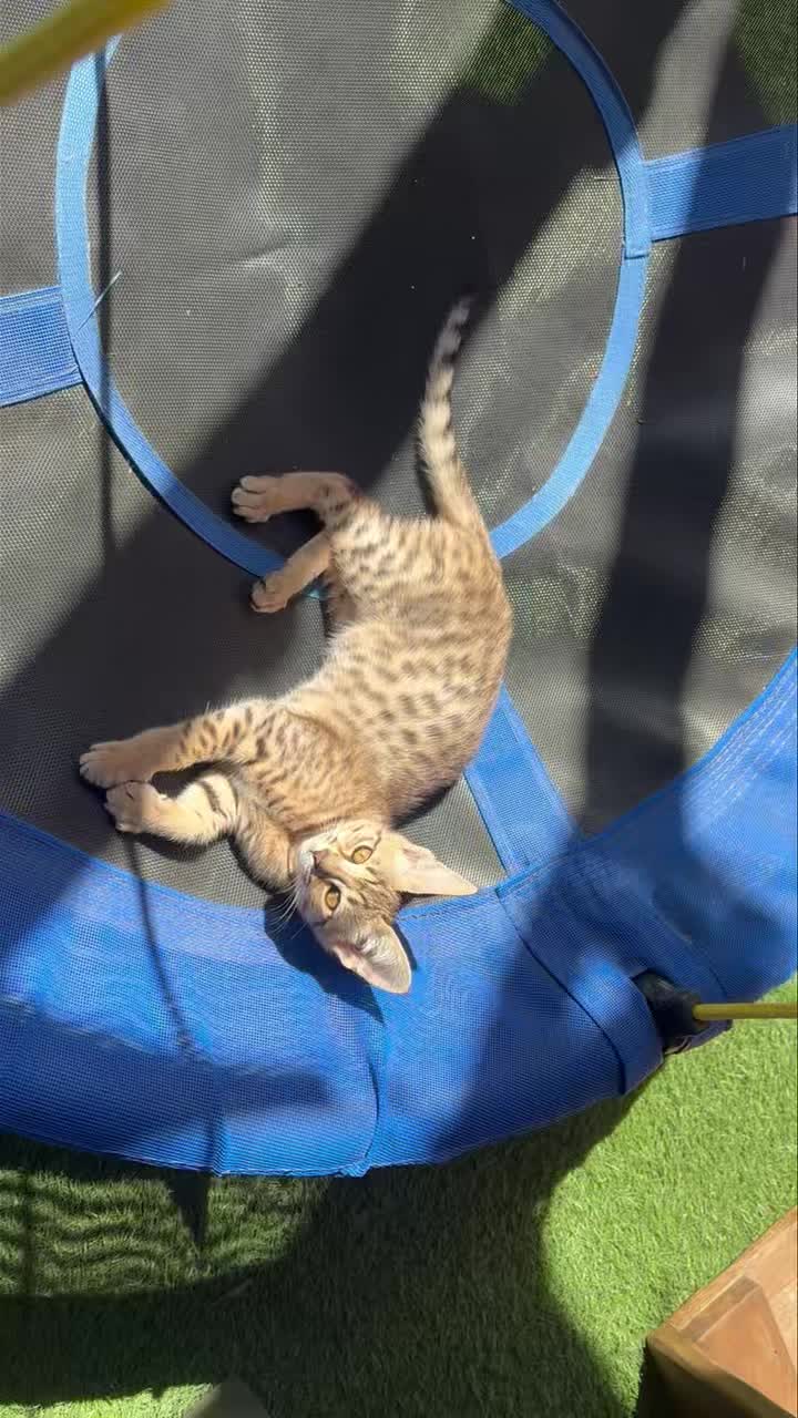 Paris just relaxing in the sun ☀️