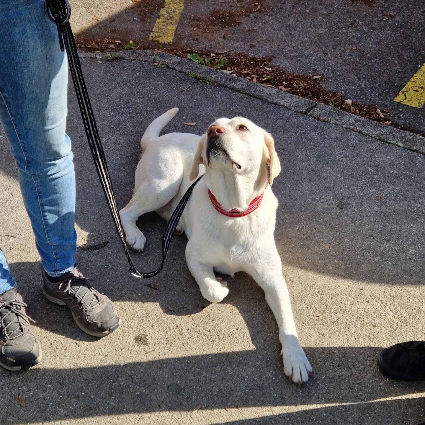 ❤️liche Gratulation zur bestandenen Prüfung Team Kleo 🐕🦺 So gut gemacht! Auf weitere zwei erfolgreiche Jahre.
#assistenzhundeschweiz #assistenzhundeverein #assistenzhundeprüfung #vereinpawsandyou #geprüfterassistenzhund