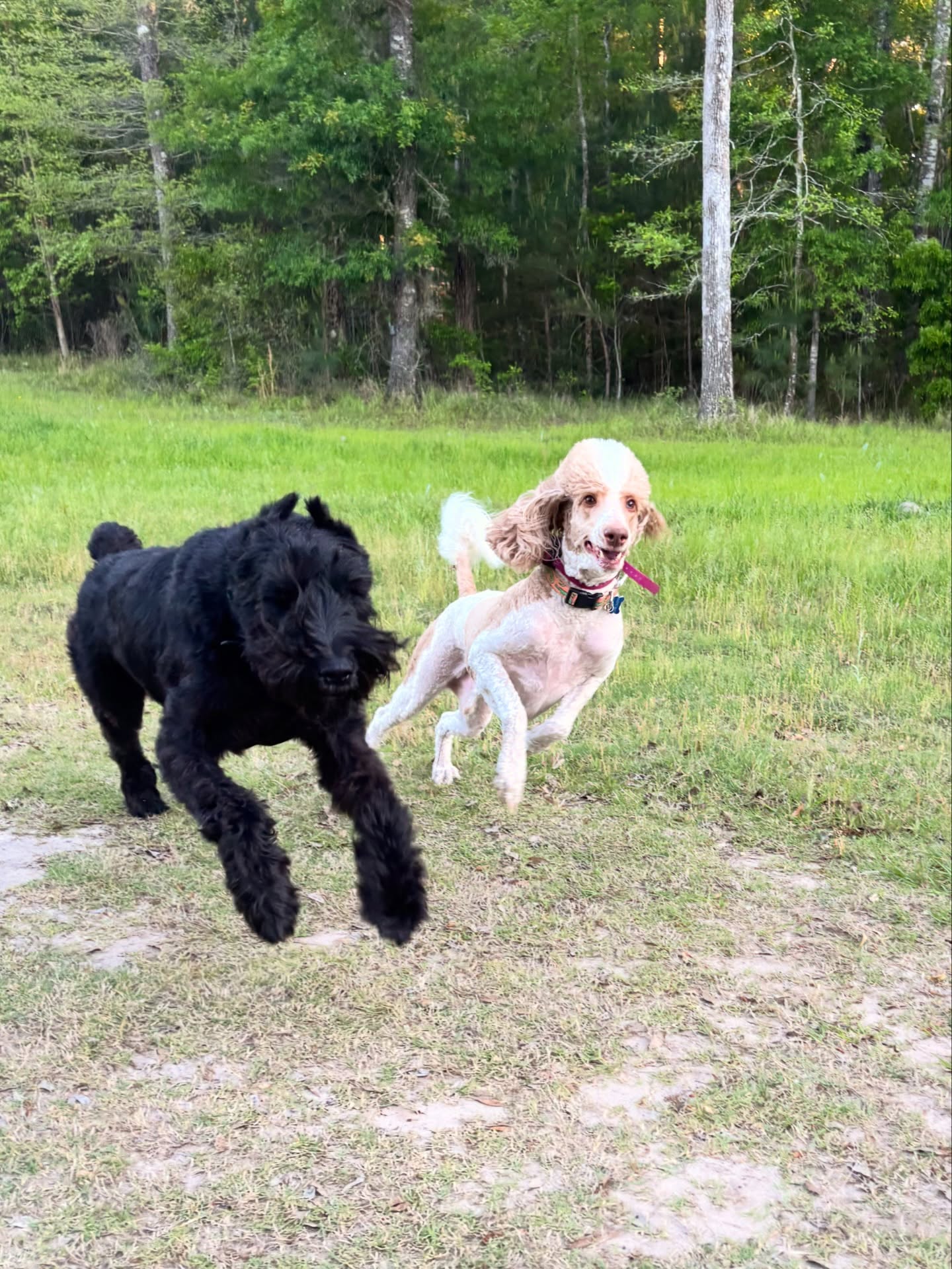 Focus on the bond, the rest is just bonus. 🐾
Training doesn’t have to be a series of stiff commands and drills. At its core, it’s just a conversation between you and your dog.
When you make learning feel like play, you’re doing more than just teaching a “sit” or a “stay.” You’re building a foundation of trust and a connection that actually lasts.
The goal isn’t a perfectly robotic dog—it’s an unbreakable bond. If you’re both having fun, the results will follow naturally. ✨
#dogtraining #dogbonding #doglife #dogsofsavannah