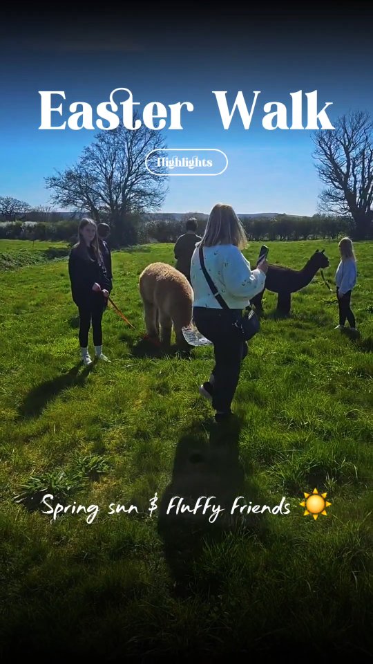 Our Easter walks may be over… but the alpacas are always ready 🦙✨
Thank you to everyone who joined us!
#alpacawalks #farmlifeuk #eastermemories #countrysidevibes #animalexperience