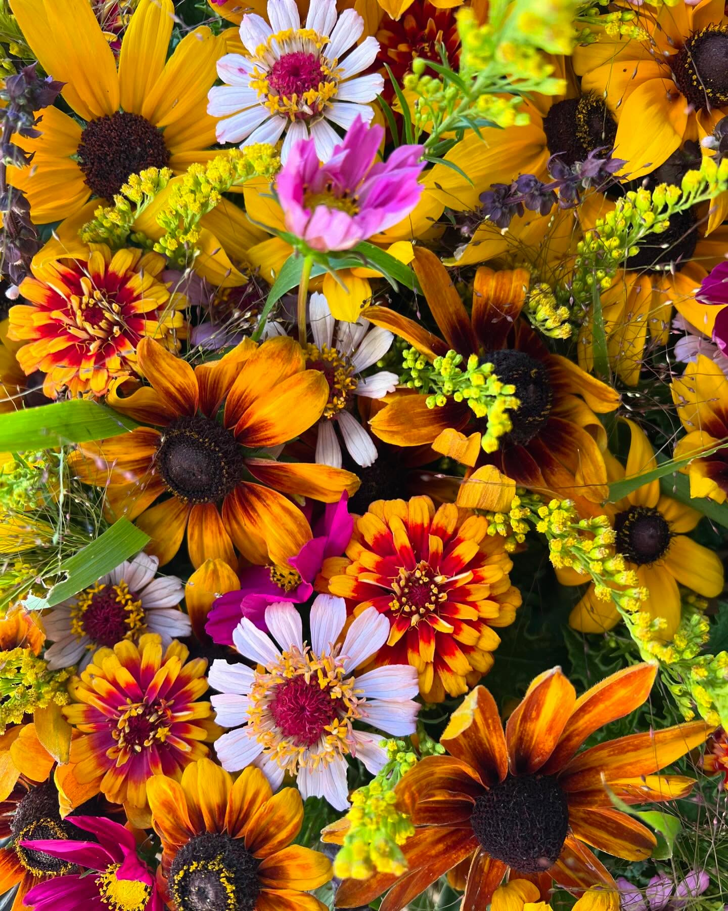 Summertime.
#toobusytopost #flowerfarm #grownnotflown #slowflowers #montanagrown #growninmontana #flowerfarmers #406 #yellowstonecounty