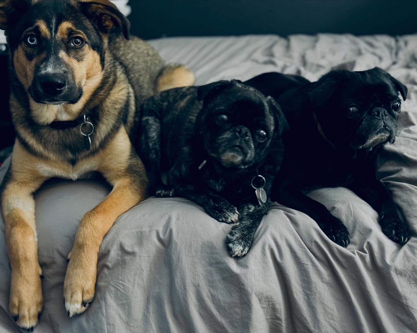 I need a favor from you today. A small favor in action but a giant favor in heart.
I need you to hug your pup close right now. Hold them close for me will you please.
I am about to lose one of mine. I don’t even know how to process that. I don’t know how I’m going to face it.
I don’t have children.
I have my baby dogs.
I don’t know how I’m going to do this.
Looking at what I have ahead of me, I already know I don’t have enough seconds, minutes, hours left. I am already raging at the clock.
So please, hold your babies for one more second, minute, hour left for me. You might have more time than I do. Don’t waste it.
https://www.skysthelimit.online
#dog #dogs #dogsofinstagram #doglovers #doglife #doglover #mybaby #emmalove #spud #grief #losingapet #sayinggoodbye #notenoughtime #iwantmoretime #furbaby #icantdothis #spudthepug #pug #puglove #pugpuppy #mypig #mypug #fuckcancer