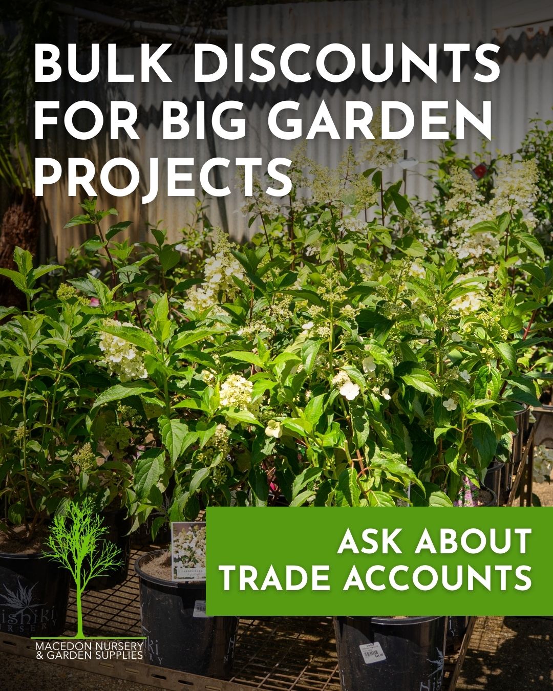 Landscapers and garden designers working across the Macedon Ranges know that plant volume adds up quickly on larger jobs. Macedon Nursery & Garden Supplies offers bulk discounts on plant and landscape material orders, and trade accounts for those working regularly in the region.
Speak to the team in store or get in touch to discuss what your next project needs.
#macedonnursery #tradeaccounts #macedonrangesgardens