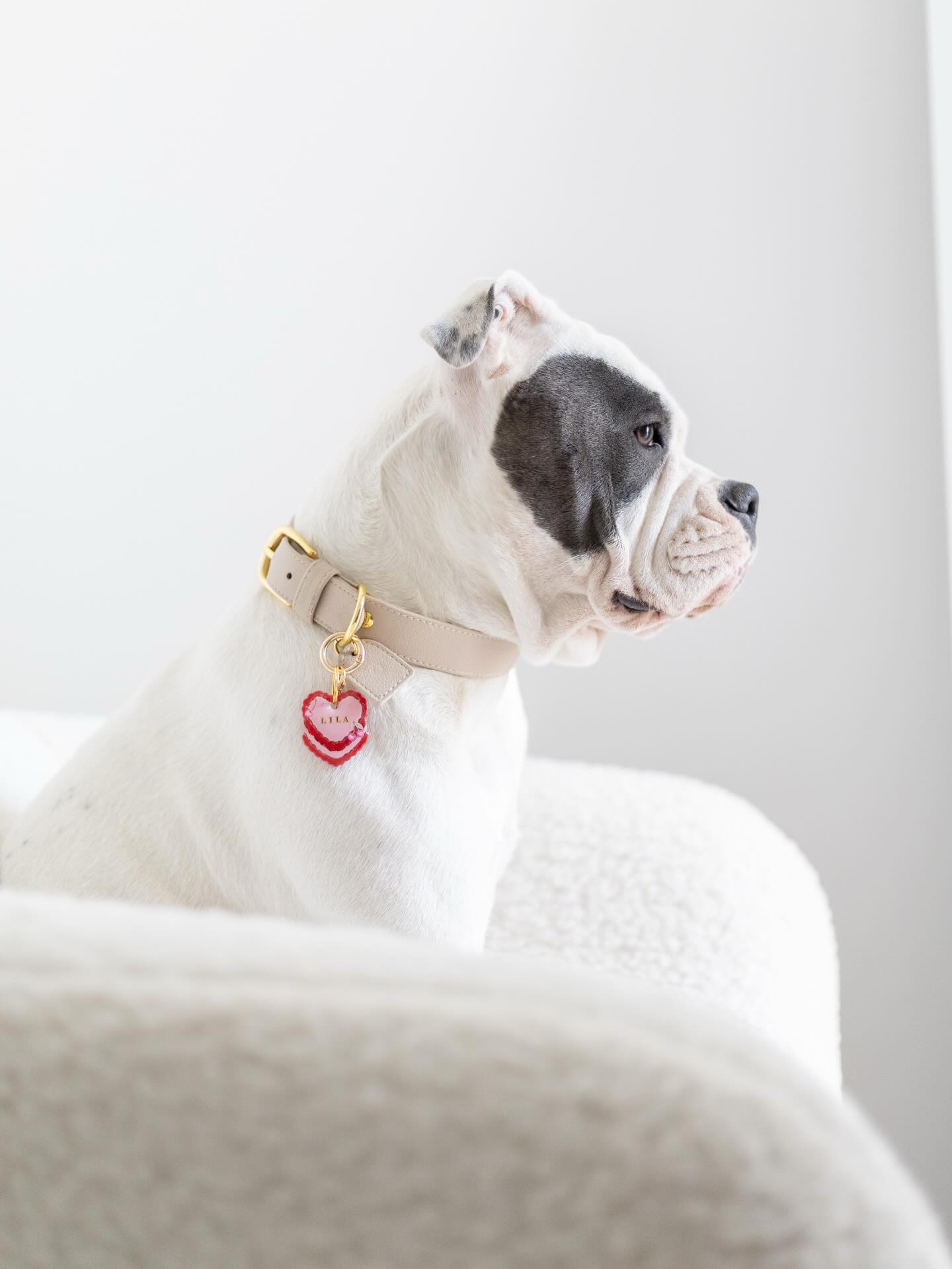 LILA 🍒✨
Parce que chaque chien mérite un accessoire à son image, nos médailles sont conçues comme de véritables pièces uniques : esthétiques, durables et pleines de charme ✨
#medaillechien #accessoirechien #dogaccesories #medailleenresine #medaille