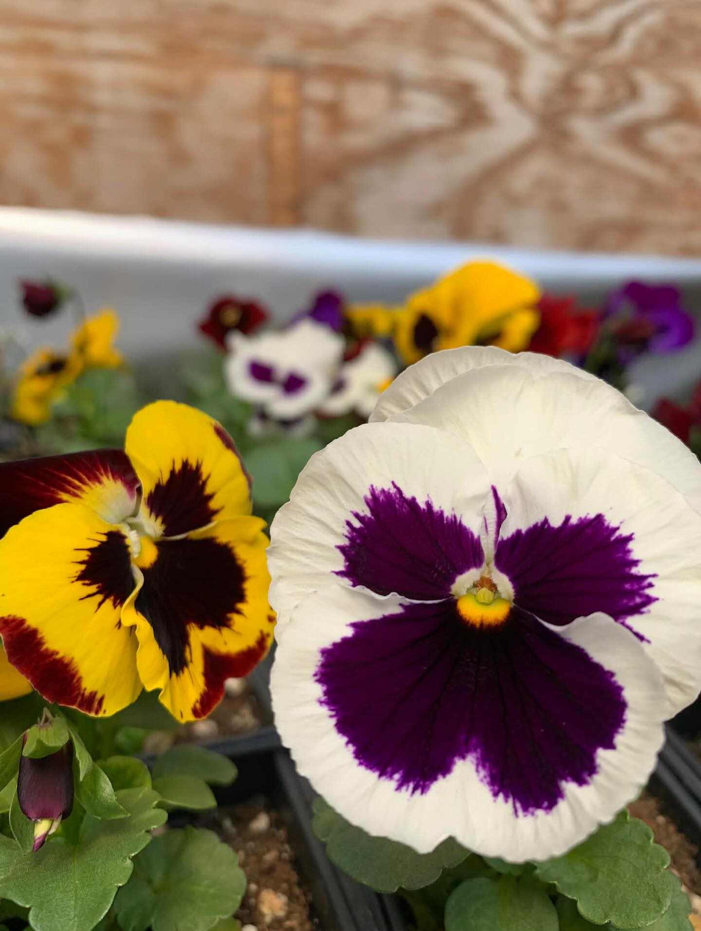 We were out in the greenhouses yesterday preparing for the season…and look what we found!
Take a moment and enjoy these pansies on this grey day 🌸 #flowers #spring #pansies