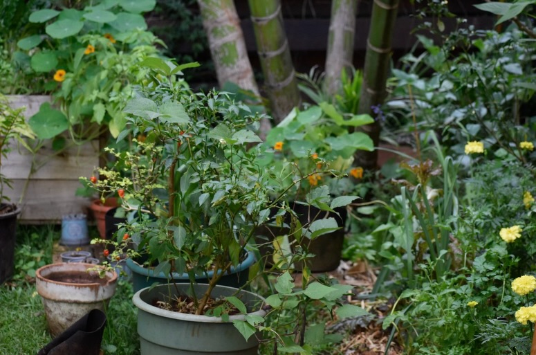 Post rain beauty 🌿🐝🌾🪻
Spent the weekend moving through the garden, replanting, shifting things around, and giving a few spaces a fresh boost Everything feels softer, greener, more alive.
Last night’s rain was very much needed 🙏
The only downside, pollen allergies are no fun! Tsk tsk