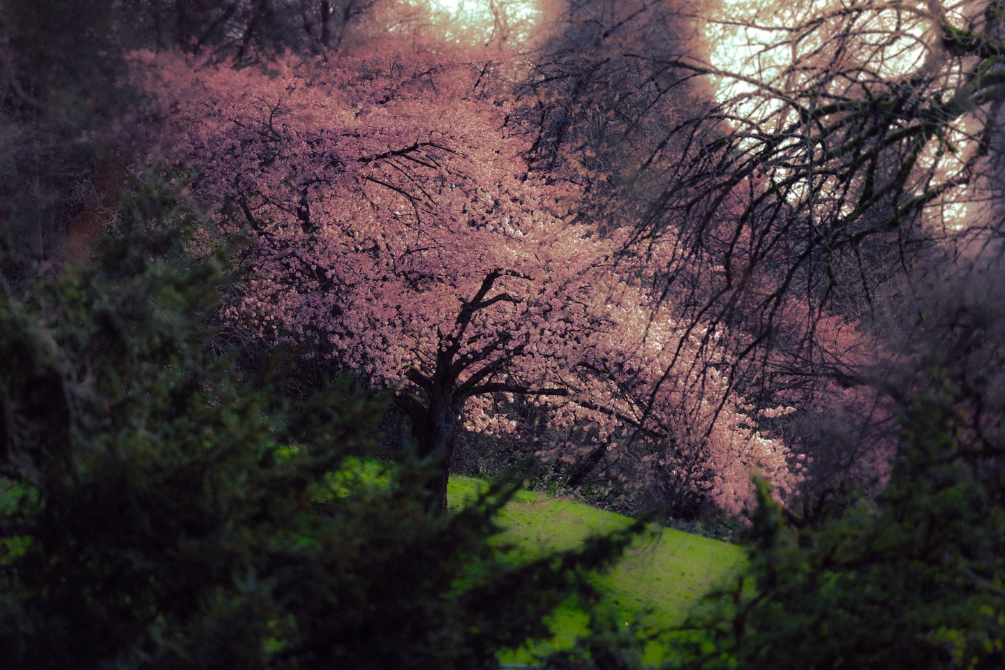 Spring time in Vancouver 🍃🌸
After 2 months of travelling & 2 weeks of living in New York, being back home surrounded by nature hit so hard and made me feel so much peace 🥹 I’d love to start sharing more beauty from my city from now on..
.
.
#landscapephotomag #vancouverphotographer #vancouverphotography