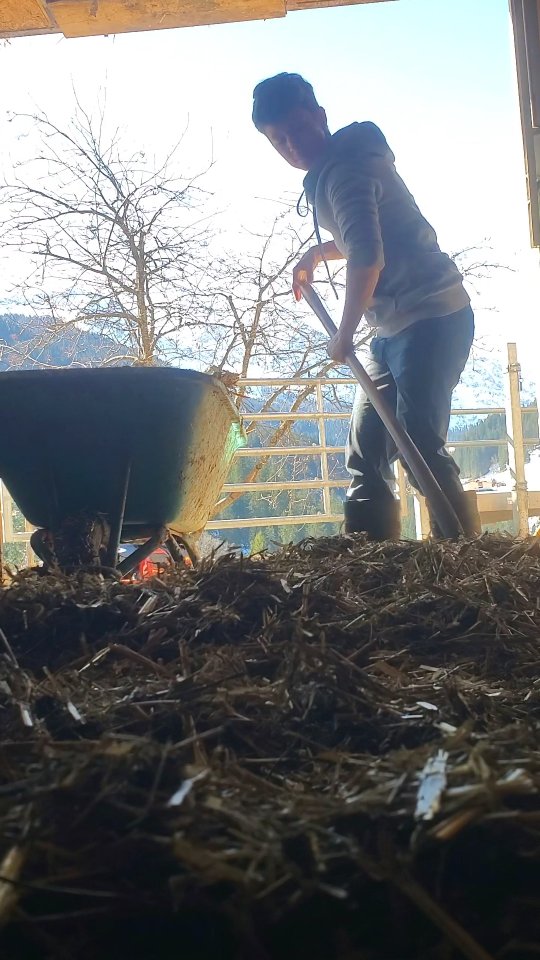 K A L B E R ausmisten 🐂