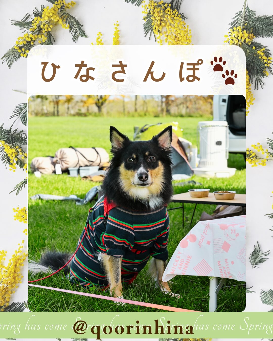 🌸春のツルサトフェスタ
4月25日(土)10時〜16時
4月26日(日) 9時〜14時
ご出店ご紹介🏕️
いつもありがとうございます!
バックや小物などハンドメイド作品を販売される、ひなさんぽさんです @qoohinarin
かわいいひなちゃんがみなさまをお出迎えします🐕🦺
皆さまのお越しをお待ちしております♪
広大な天然芝、満天の星空
一年中、鶴が見れるキャンプ場
〜鶴の里キャンプフィールド〜
北海道阿寒郡鶴居村下幌呂
☎️0154-65-2225
年中無休 9時〜17時(雪解け期を除く)
ホームページは@tsurunosato_campfieldをタップして、プロフィール画面にあるリンクからご覧ください。
#所さんの目がテンロケ地
#北海道キャンプ
#鶴の里キャンプフィールド