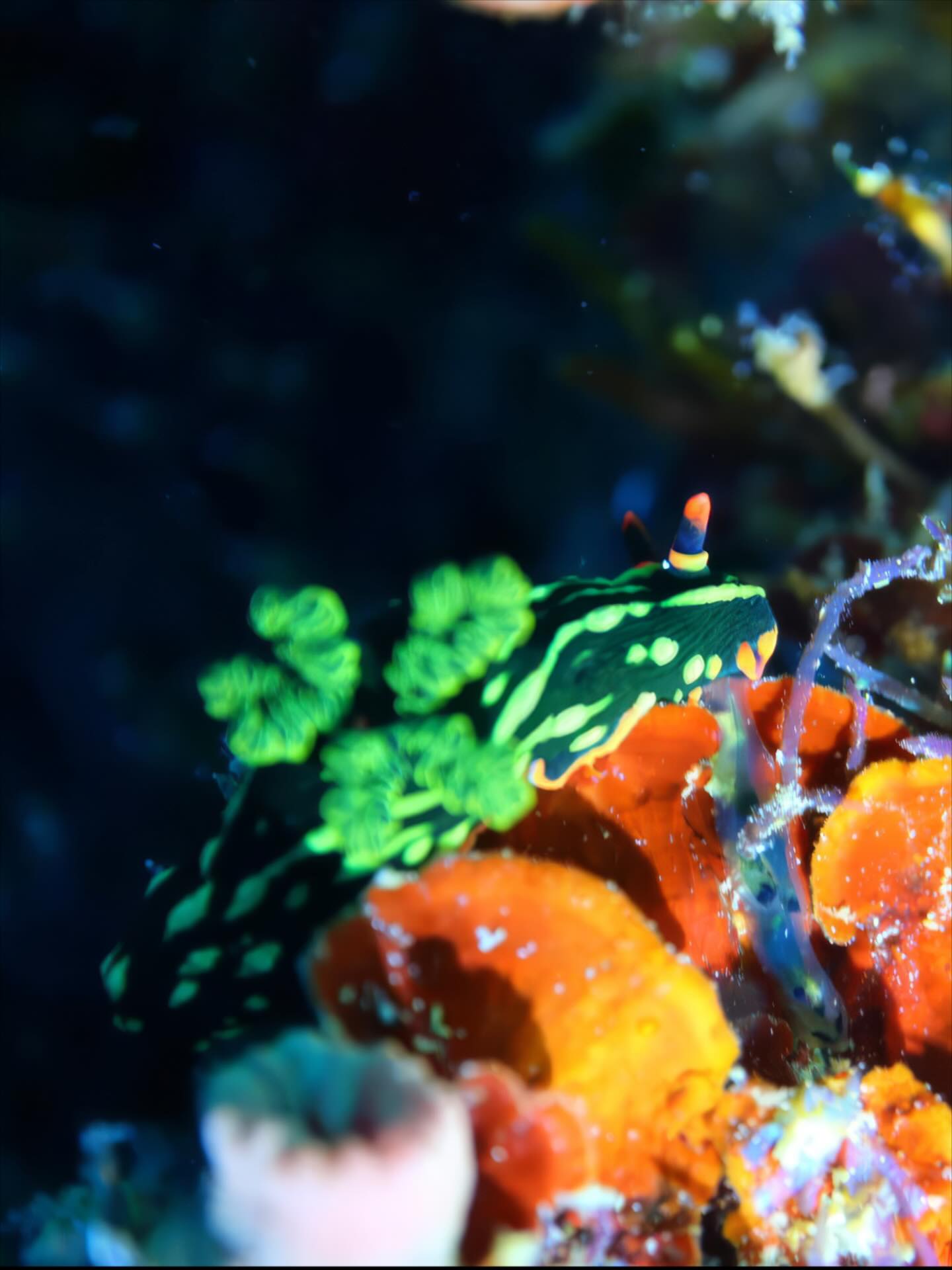 兔兔🐰
海裡面最鍾意見到嘅兔兔❤️
🐰 Nembrotha kubaryana 綠邊霓虹海兔
📍 Bohol, Philippine
#underwaterphotograghy #Nudi #海蛞蝓 #海兔