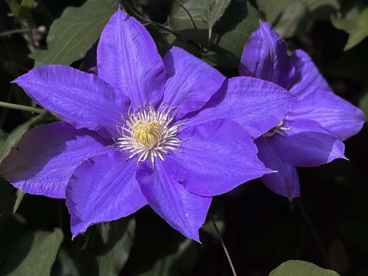 My sister can grow anything! #Clematis