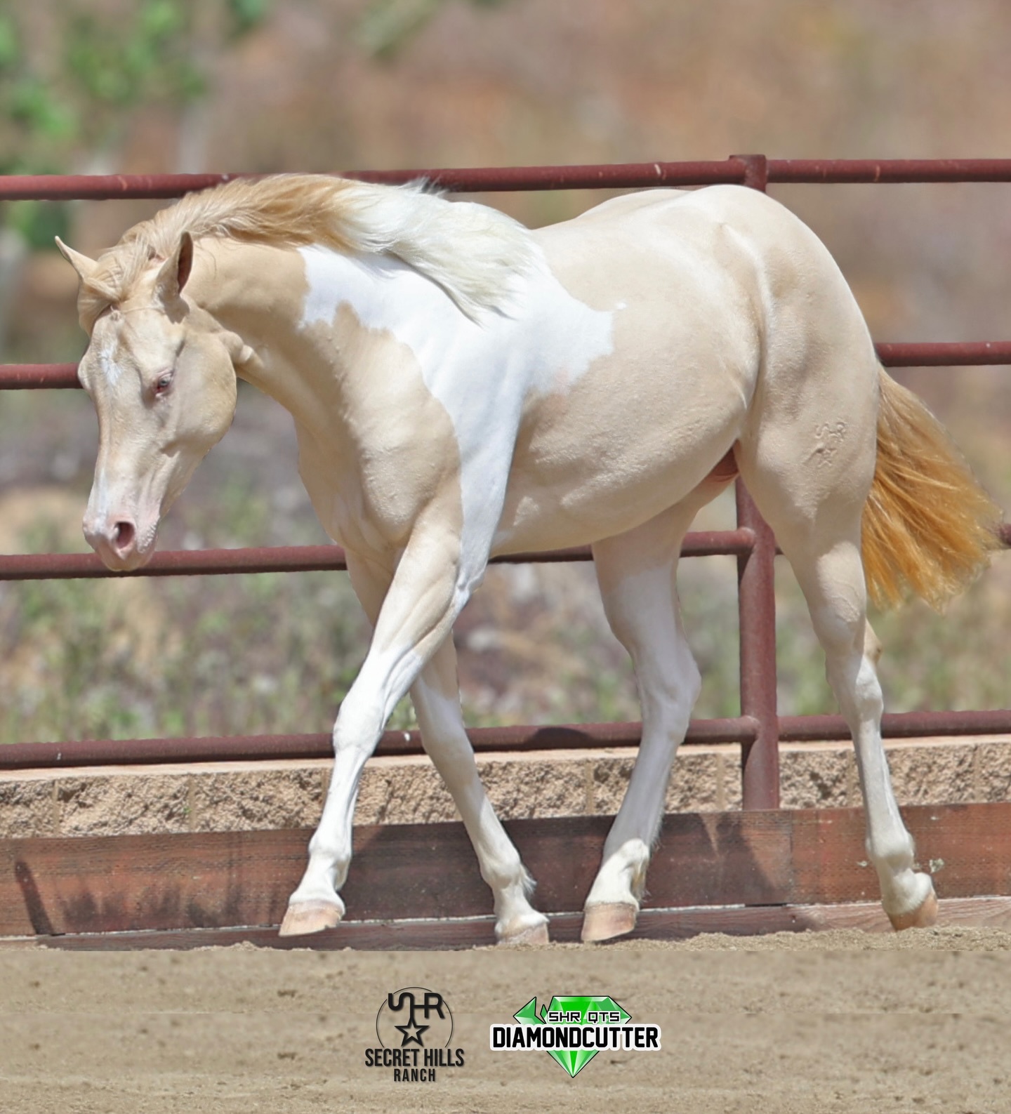 Double dilutes are one of our favorite colors!
Here is Perlino Tobiano 2 year old mare, SHR BlondesHaveMorFun - “Maple”! Maple is sired by SHR QTs DiamondCutter and out of TR Pleasures by Wimpys Little Step.
Next time you’re thinking of breeding your palomino or buckskin mare, remember Maple and consider breeding your mare to Cutter!!
www.secrethillsranch.com
