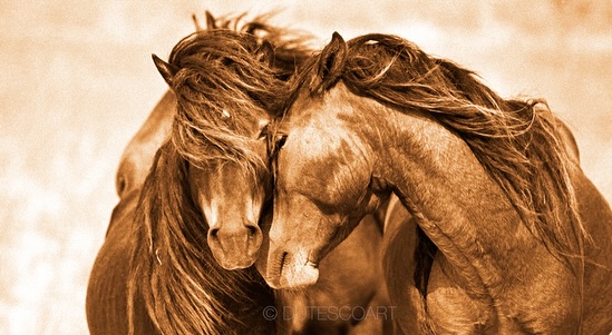 Some dreams do come true… 💫
About 20 years ago I saw these horses in a photography exhibit in SOHO, NY, and felt something I couldn’t explain.
Back then I had one horse, but somehow knew there would be two someday, just like that photograph.
Now, I look at Apache and Airam, and I see them. 🤩
Life has a quiet way of bringing things full circle.
So grateful to have met @dutesco last year — not only for his incredible work, but for the time, presence, and care he put into this special dedication in his book that I was lucky to take home.
If you don’t know his work, you should. It’s truly beautiful! ✨
#wildhorses #robertodutesco #horsephotography #horselovers #horsebud