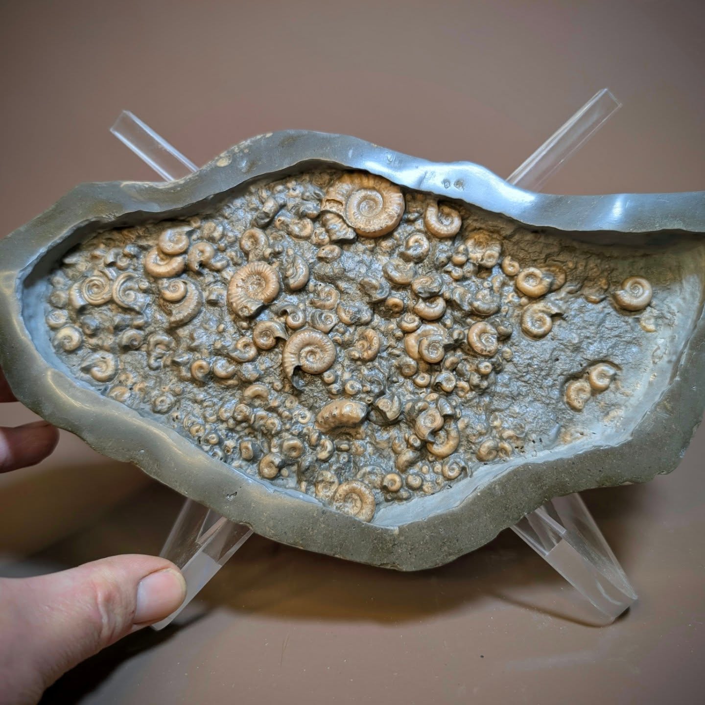 An unknown rock from a rock pool at low tide from Charmouth which contains an assortment of small Microderoceras ammonites. Possibly Micro and Macroconch. This one was prepared for a customer and has hand polished edges to help frame the fossils.
#fossils #ancienthistory #paleontology #spiral #ammonites