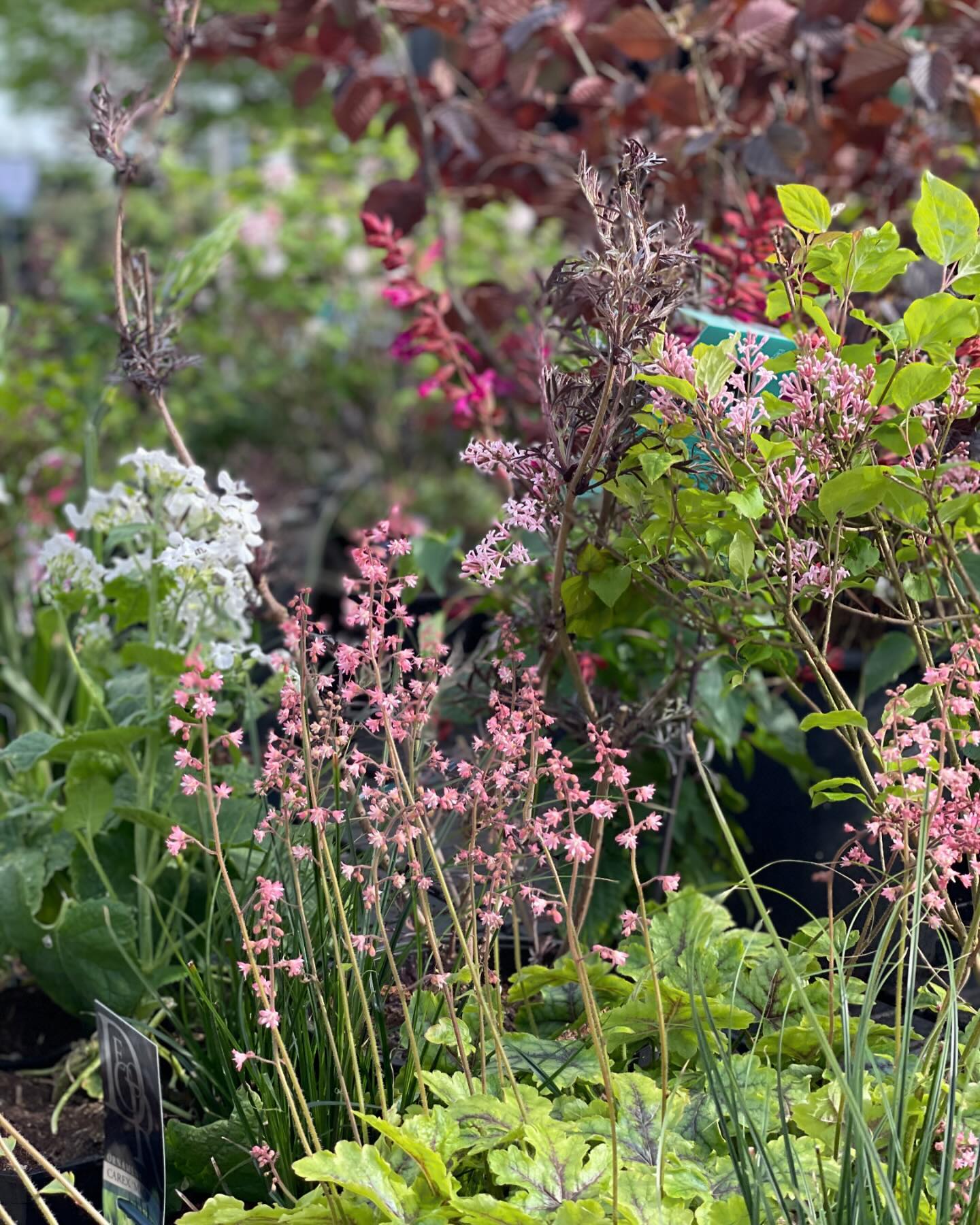HEUCHERA ✅ Naast hoogte, standplaats, bodem en kleur: kijk ook eens naar BLADcontrast!
Zo is de HEUCHERA een bladplant die in het voorjaar mooie bloem-aren krijgt en goed geschikt is voor in de schaduw van een grote heester (struik) of boom.
Zoals bijvoorbeeld een zwarte vlier of sering. Combineer met witte judaspenning en eventueel wat hogere salviasoorten (hier op de foto een eenjarig exemplaar).
#tuintips #boeketindeborder #beplantingsplan #seringen #tuininapril #tuintipsapril #tuinieren #vasteplantentuin #sambucus #sambucusnigra #sering #syringa